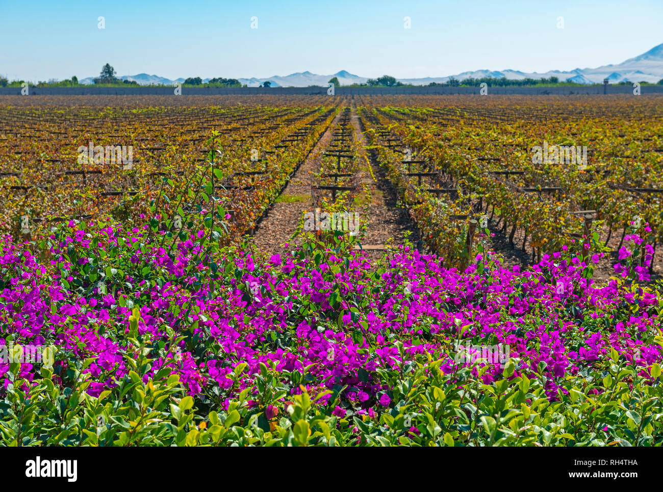 Colorato fucsia o magenta fiori di bouganville e vigne in una cantina di ica usata per la produzione di vini di qualità, Pisco e champagne, Perù. Foto Stock
