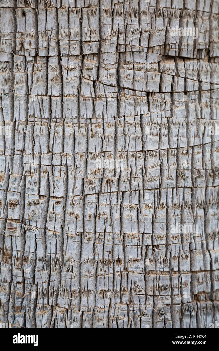 Palm tree texture trunk come sfondo. Foto Stock