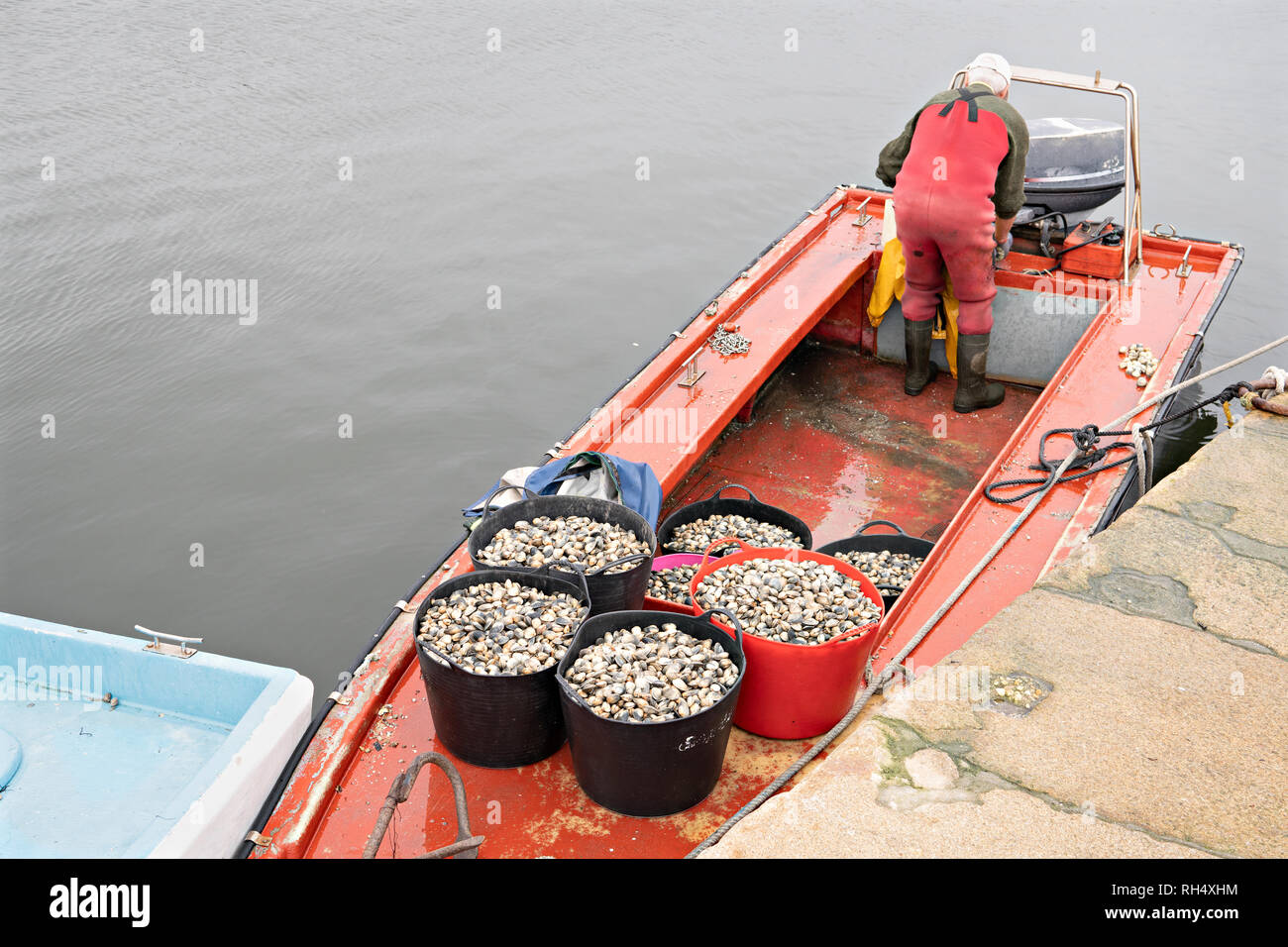 Secchi con le vongole fresche sulla barca da pesca pronti per andare al mercato del pesce. Rias Baixas, Galizia, Spagna Foto Stock