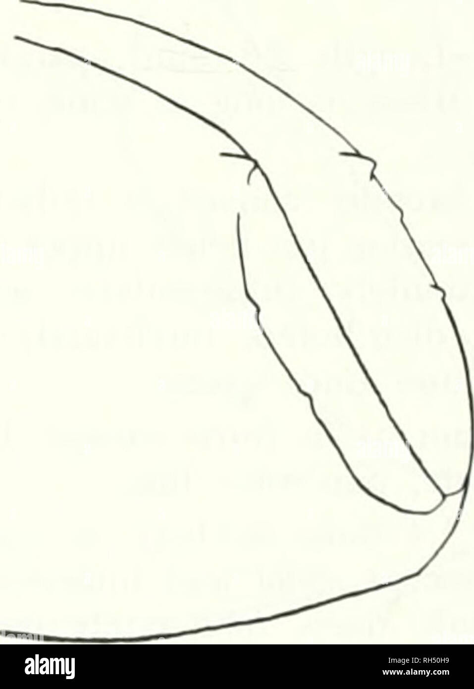 . La Brigham Young University science bollettino. Biologia -- periodici. Fig. 5. Mimips uncinatus: aspetto postero laterale del maschio declivio elytral- differisce nei dettagli del frontale e elytral declivital scultura. Maschio.-lunghezza 1,4 mm (paratypes 1.4-1.7 mm), 2,7 volte più a lungo come ampia; colore marrone rossiccio. Frons ampiamente convessa; superficie minutamente aci- culate, con piccole, moderatamente granuli sparse per il livello superiore di occhi, una piccola fovea centrale di solito presente; vestiture fine, lungo, moderatamente abbondante. Pronotum come in hidens. Elytra 1,7 volte più a lungo come ampia; strial e punture interstrial s Foto Stock