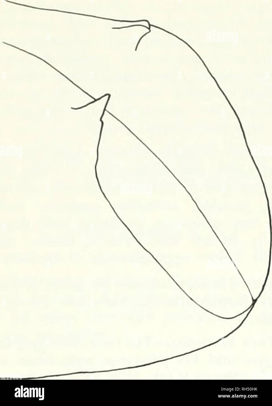 . La Brigham Young University science bollettino. Biologia -- periodici. 42 la Brigham Young University Science bollettino. Fig. 5. Mimips uncinatus: aspetto postero laterale del maschio declivio elytral- differisce nei dettagli del frontale e elytral declivital scultura. Maschio.-lunghezza 1,4 mm (paratypes 1.4-1.7 mm), 2,7 volte più a lungo come ampia; colore marrone rossiccio. Frons ampiamente convessa; superficie minutamente aci- culate, con piccole, moderatamente granuli sparse per il livello superiore di occhi, una piccola fovea centrale di solito presente; vestiture fine, lungo, moderatamente abbondante. Pronotum come in hidens. Elytra 1,7 volte più basso Foto Stock