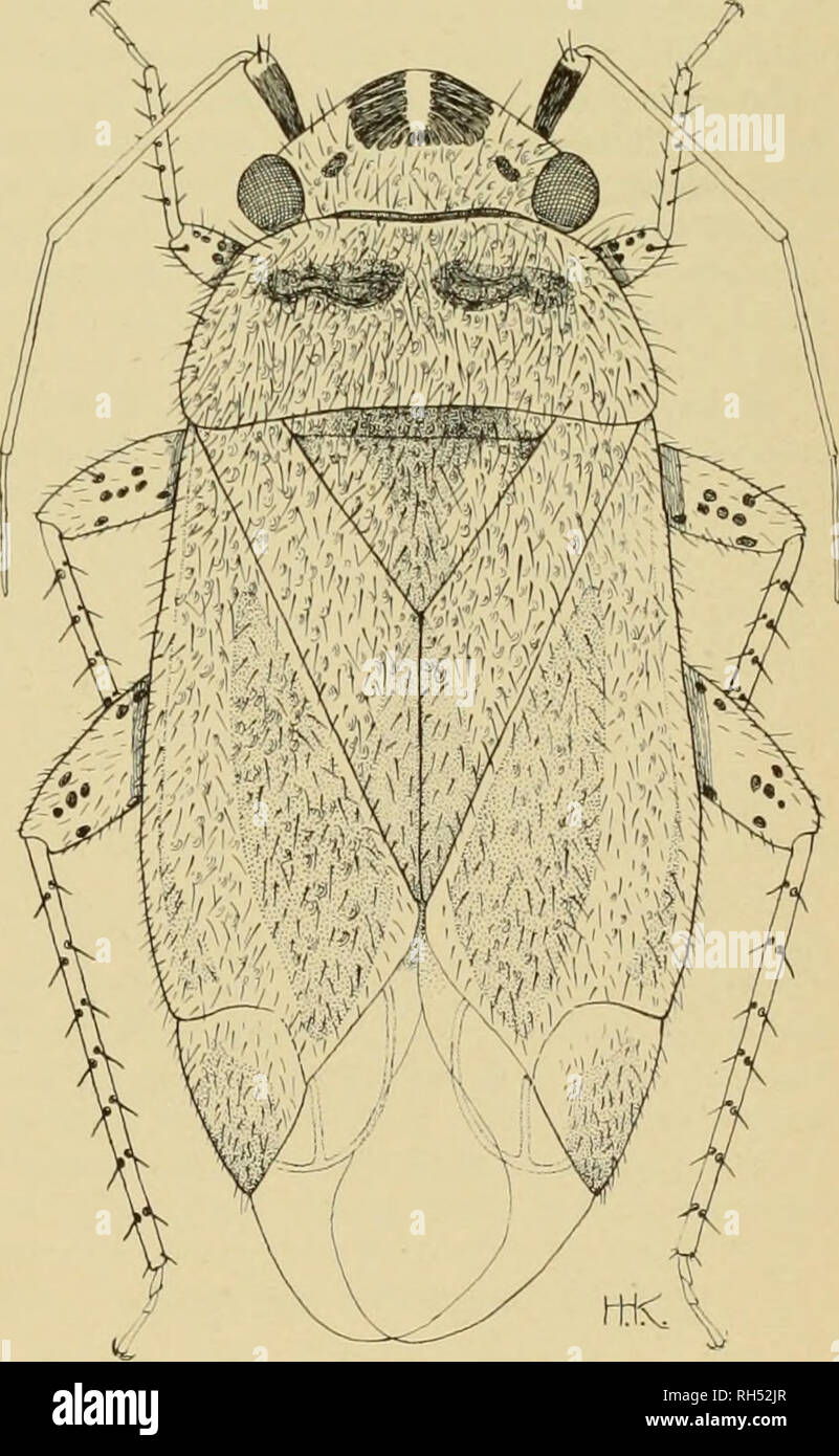 . La Brigham Young University science bollettino. Biologia -- periodici. MlRIDAE del Nevada SlTE TEST 43 e la base di clavus. Hemelytra marroncino pallido, strettamente con mascherino con golden sericeous pubes- cenza; cuneus leggermente più scura marrone, pallida alla frattura. Membrana di pallido trasparente, oscurata di colore bruno, vene marroncino pallido. Superficie ventrale piuttosto uniformemente ricco marrone giallastro. Gambe luce uniformemente marrone giallastro, senza macchie o chiazze; spine tibiale nero brunastro, senza macchie a base. Maschio. Lunghezza 2,4 mm, larghezza 1,0 mm. Testa: larghezza .72 mm, vertex .37 mm; marrone. Rostro, lunghezza .68 mm, raggiungendo su Foto Stock