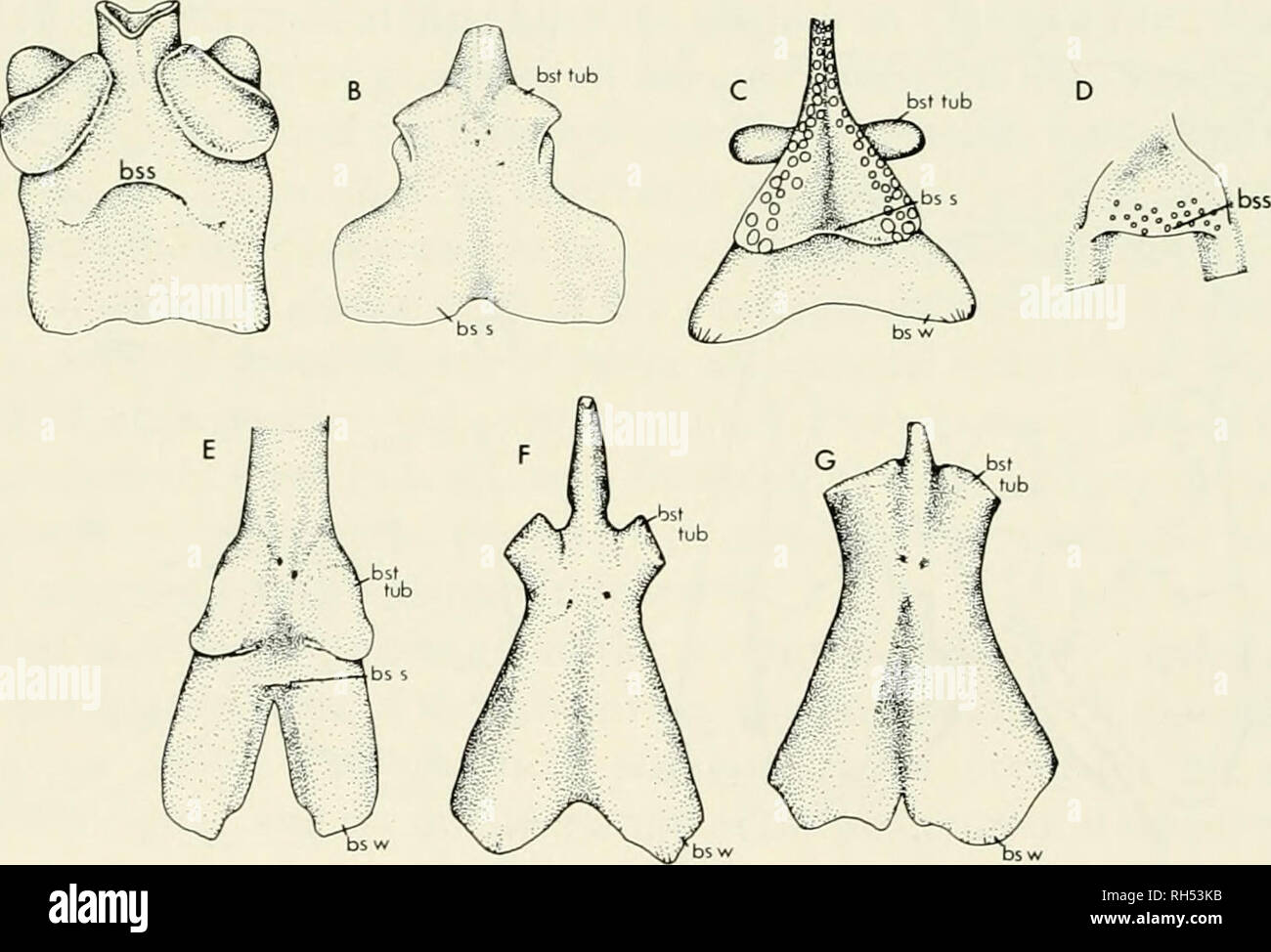 . Breviora. 16 BREVIORA n. 473 In Ophiacodon, i processi basipterygoid estendere ventralmente (Fig. 7E). Il lungo asse delle superfici articolari sono anteroposteriorly orientate e la superficie curva gradualmente dalla sua ventrale di al suo aspetto laterale. In Casea (Fig. 7C), i processi basipterygoid si estendono lateralmente dal lato del processo cultriform e hanno fortemente ricurve di superfici articolari. Aerosaurus (Langston e Reisz, 1981) è simile a Casea, ma differisce per il fatto che le superfici articolari sono più allungate mediolaterally. Così, due caratteri distinti può essere riconosciuto nella struttura di Foto Stock