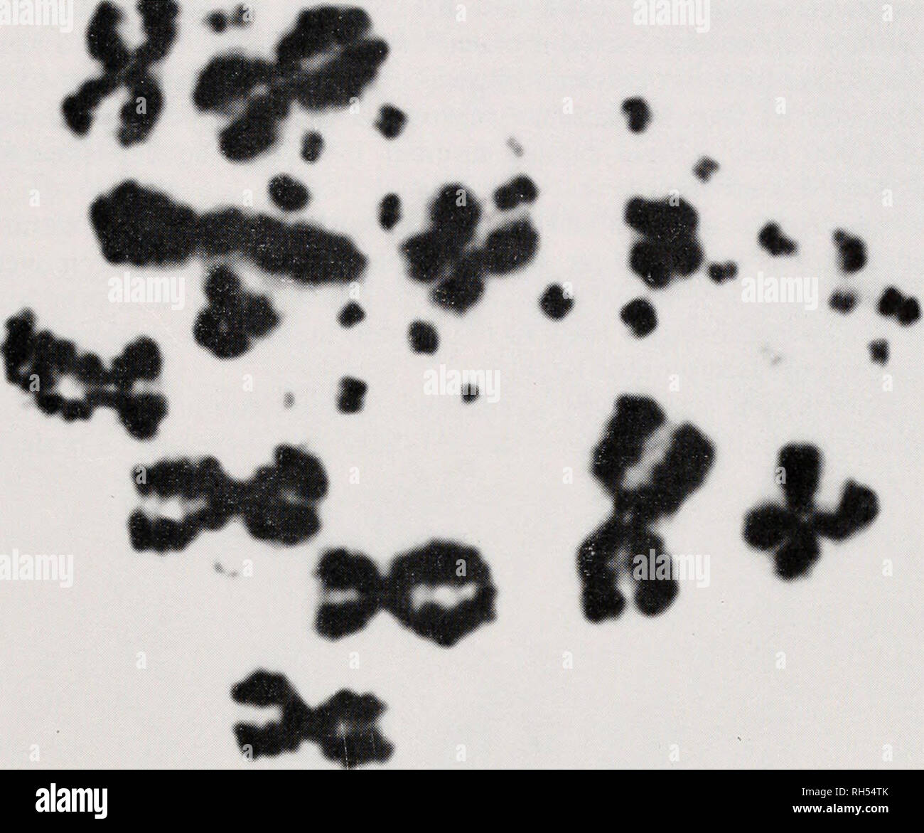 . Breviora. 969 CYTOTAXONOMY DI IGUANIDI. Fig. 2. Metafase mitotica del Chamaeleolis porcus maschio che mostra il "tipico" iguanid condizione di 12 macrochromosomes metacentrica e una netta rottura di dimensioni tra le macro- e microchromosomes. Tra Anolis, Etheridge (1960) definiti due gruppi principali chiamate alfa e beta. Studio dei cromosomi (Gorman, et al., 1967) hanno dimostrato che la primitiva cariotipo alfa è identica a quella della primitiva condizione iguanid (12 macro metacentrica- cromosomi, 24 microchromosomes). In una recente proposta di classificazione di iguanidi sulla base di st Foto Stock