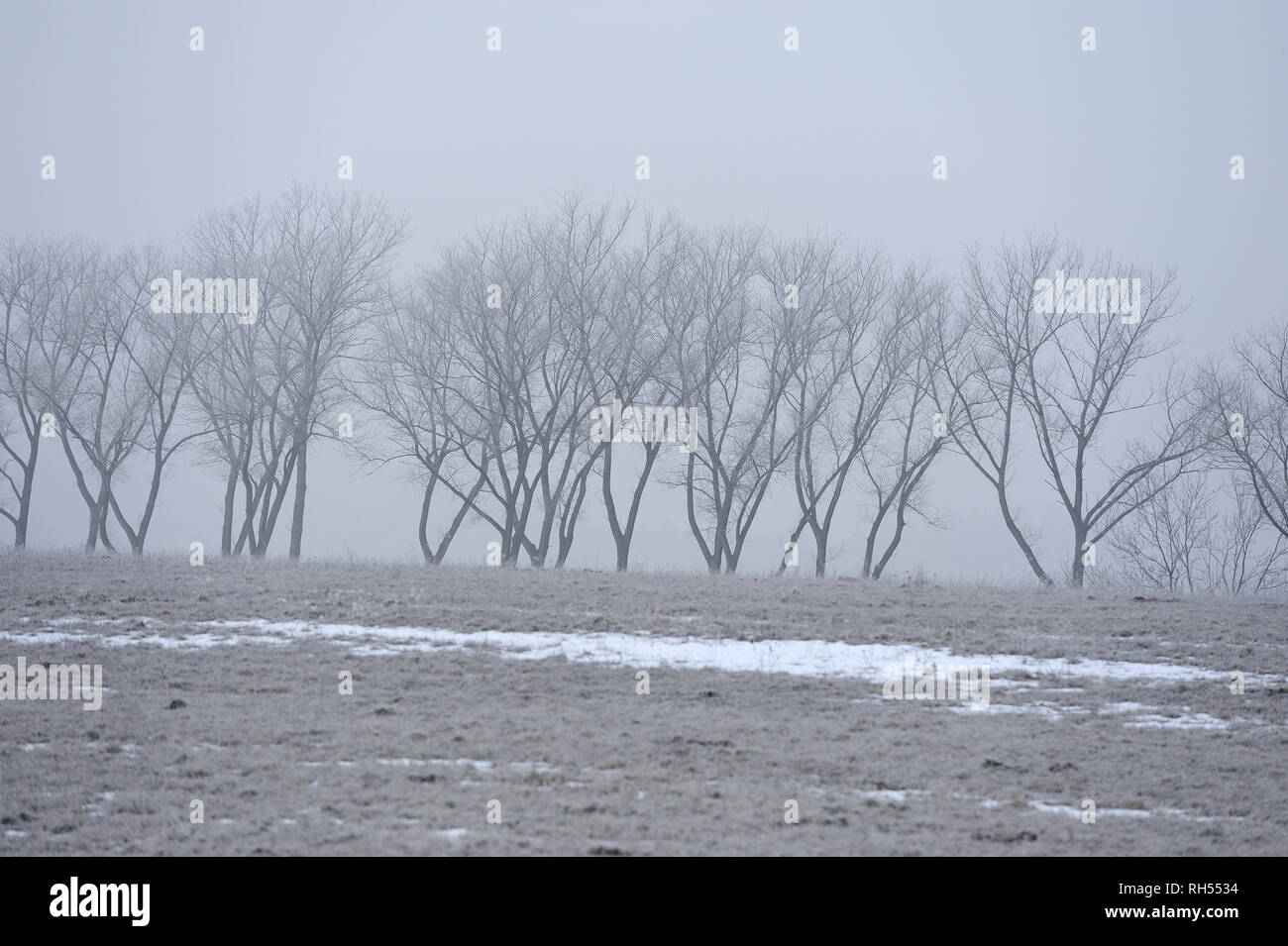Aria, bellezza, meteo, terra, molla, inverno, naturale, natur, natura, animali, all'aperto, campo, paesaggio, stagione, legni, meteo Foto Stock