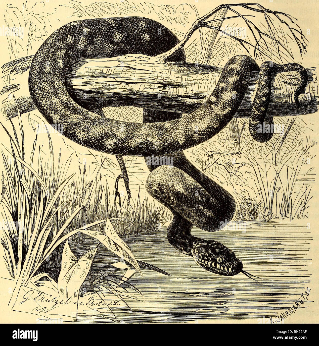 . Brehms Tierleben : allgemeine Kunde des Tierreichs : mit 1800 Abbildungen im Testo, 9 Karten und 180 Tafeln in Farbendruck und Holzschnitt. Zoologia; il comportamento di animali. 252 ^Dritte Unterorbnung: ©erlangen; sroeite f^amilie: ©tummelfüBer. in ber SlBftd^t, ftd^^feftsu alten, ben Slrm gewö^nr^ fo ftarf, bafe er ftunbenlang tüte gelähmt mar. 3n ber sraeiten UnterfamUie vereinigt uomo bie ^oaf(^^tangen (Boinae), gu welken ein groger ber eigentlichen ^iefenfd^tangen ^älß. Q^re ©eftalt ift fet)r geftrecft, Ber. 9tautenfd)lQnge (Morelia argus). Vg natürl. ©röfec Tooljlgeftaltete £opf nteift beutlid^ vo Foto Stock