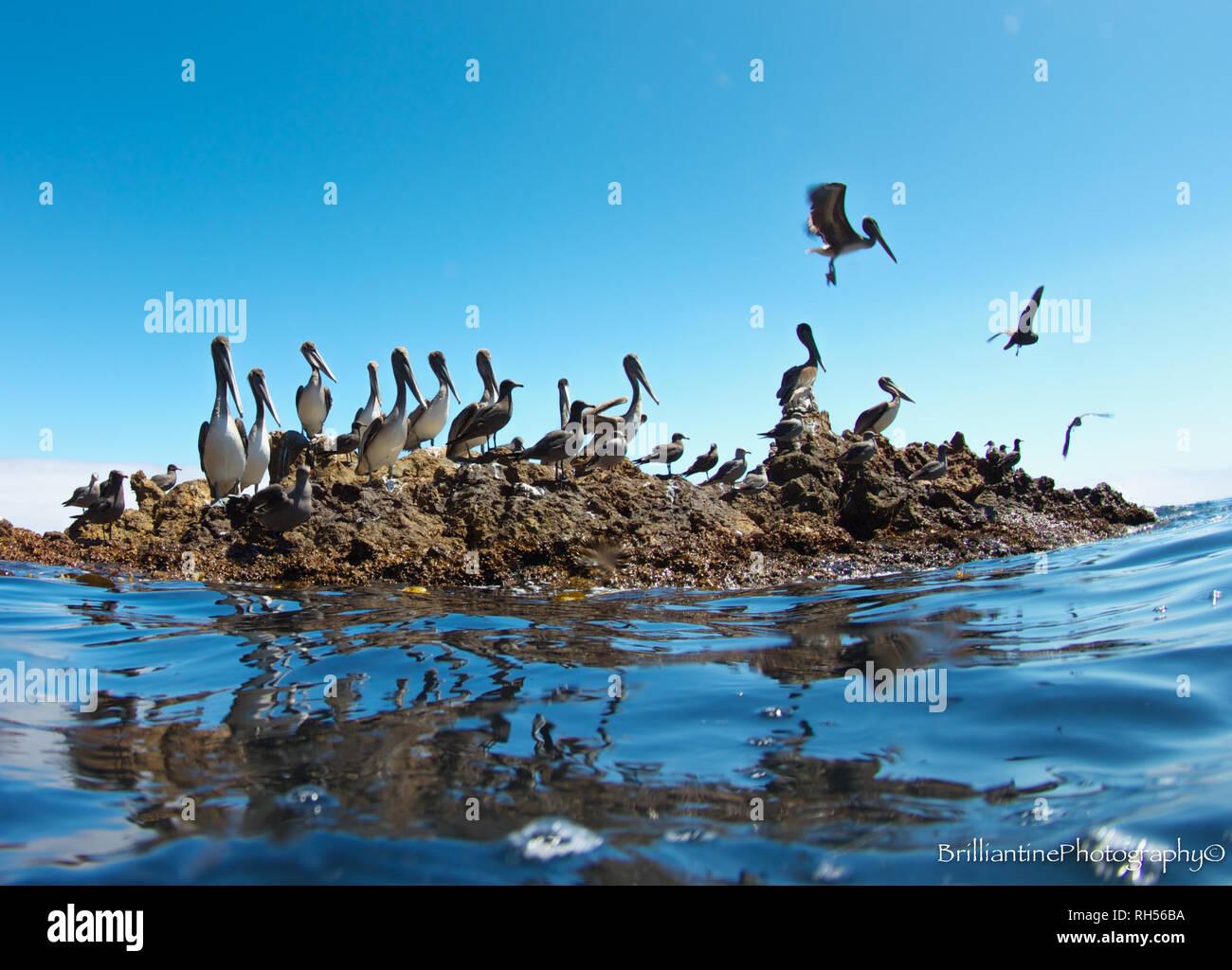 Pelican colony fuori dell'isola di Cedros, Baja California Foto Stock
