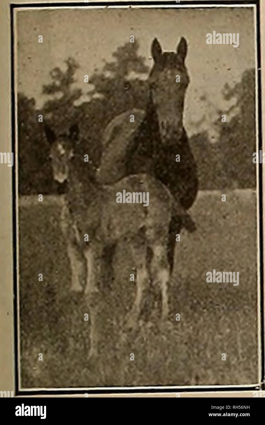 . Allevatore e sportivo. I cavalli. ^Sabato, Dicembre 25, 1915] IL COSTITUTORE E SPORTIVO J3 Qf)f| GUABAHTEED DEBITAMENTE $2." Per NOMIHATE MARE jjjWWjTEED $3.000 Pacific Breeders Futurity Stakes n. 16. Per essere dato dalla costa del Pacifico di trotto Horse Breeders Association ' per i puledri di Mares coperto nel 1915 al trotto e passo a due e tre anni Le iscrizioni chiuderanno il 1 febbraio, 1916 $1600 per puledri di trotto. $150 a Nominators delle dighe di vincitori $1100 per la stimolazione puledri $100 ai proprietari di stalloni. Si prega di notare che queste immagini vengono estratte dalla pagina sottoposta a scansione di immagini che possono essere state enha digitalmente Foto Stock