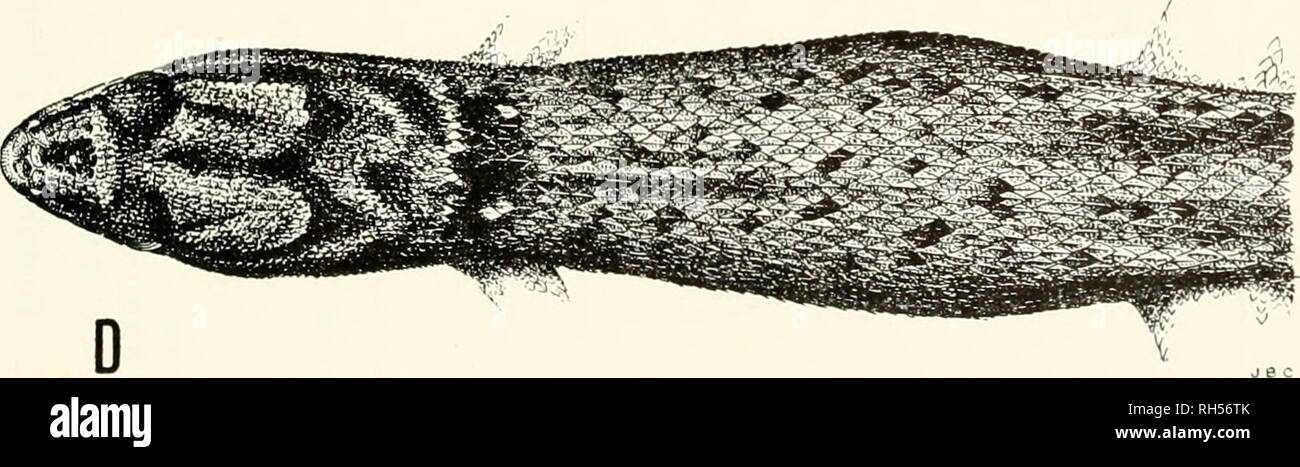 . Breviora. . Fig. 1. Un, Sphaerodactylus notatiis difficilis, MCZ 78733, Licey Almedio, Prov. Santiago, Repubblica Dominicana. B, S. notatns notcitus, MCZ 31638, Key West, Florida. C, S. notatns jnanilloensis holotype, MCZ 73901, Juanillo, Prov. Altagracia, Repubblica Dominicana. D, S. brcvirostratns hrcvi- rostratns holotype. MCZ 63234. 5 km S Dufort, S di Léogâne, Dept. de rOuest, Haiti.. Si prega di notare che queste immagini vengono estratte dalla pagina sottoposta a scansione di immagini che possono essere state migliorate digitalmente per la leggibilità - Colorazione e aspetto di queste illustrazioni potrebbero non perfettamente assomigliano al orig Foto Stock