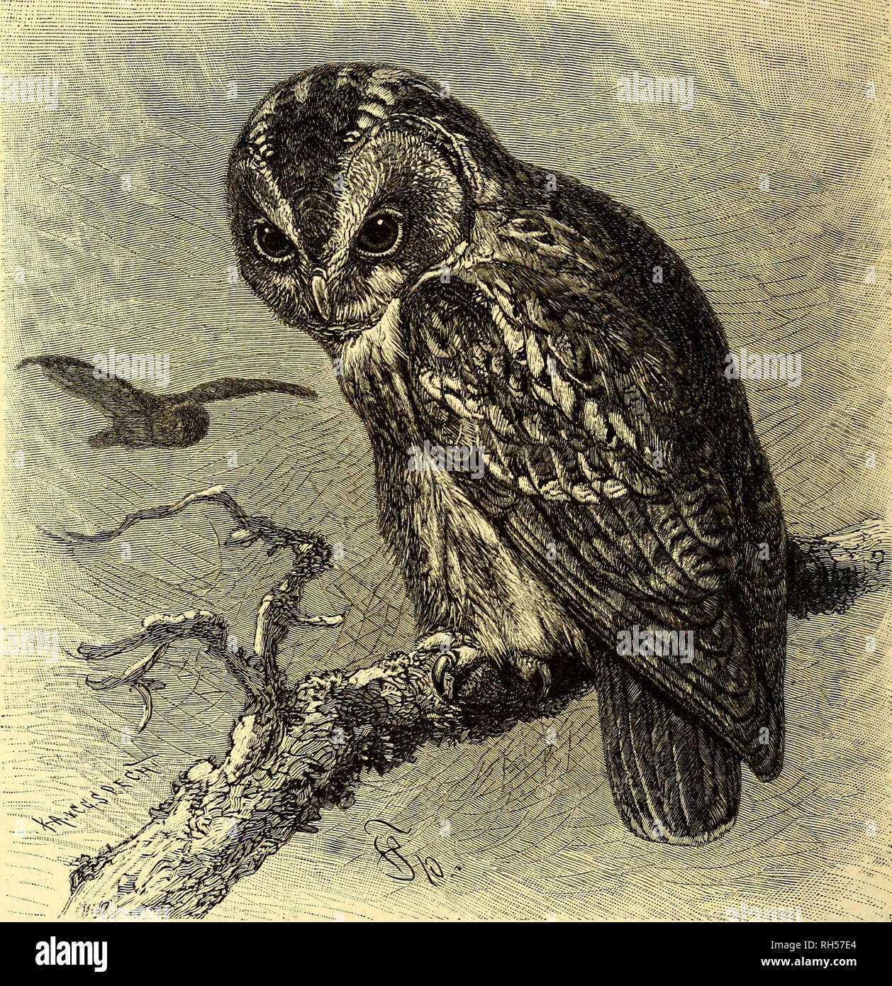 . Brehms Tierleben : allgemeine Kunde des Tierreichs : mit 1800 Abbildungen im Testo, 9 Karten und 180 Tafeln in Farbendruck und Holzschnitt. Zoologia; il comportamento di animali. 156 ®mi^fi^ Drbnung: Saumoöget; fec^Sunböierätgfte ^amilk: ©ulen. ©ine in ^eutfdf)(anb faft überaE t)orfommenbe %xt ber ©attung ber SBalbf äuge (Syr- nium) ift ber Sßatb= ober ^^aumfaitg, gui^^^^, ^a(^^t= unb 33ranbfau§, ^ufd^=, (5a(j=, ^aum=, 2öeiben=, ^au^=, §u(;ns, ^auf(^=, ©rab=, ©eier^ 3Uc^=, ^narr=, ^napp=, £irr?, §eul= xmb gu(^^eule, Sßalbäufl, lieber, 3^ac^trapp 2C. (Syrnium aluco, stridulumj aedium unb ululans, Strix alu Foto Stock
