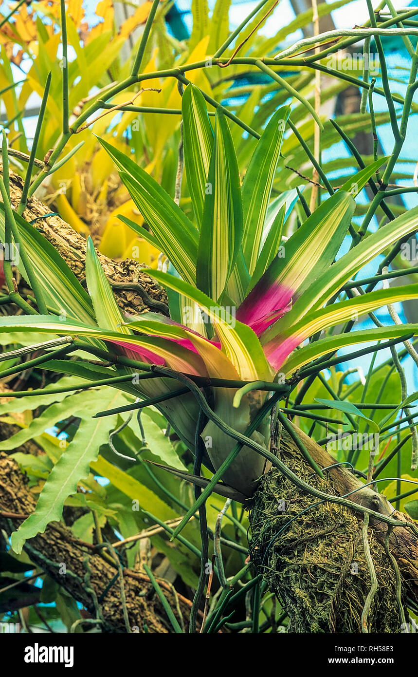 Carolinae Guzmania Guzmania o monostachia tricolore mostra verde pallido - foglie di colore giallastro con l'impianto stesso fissata od ancorata ad un ramo di albero Foto Stock