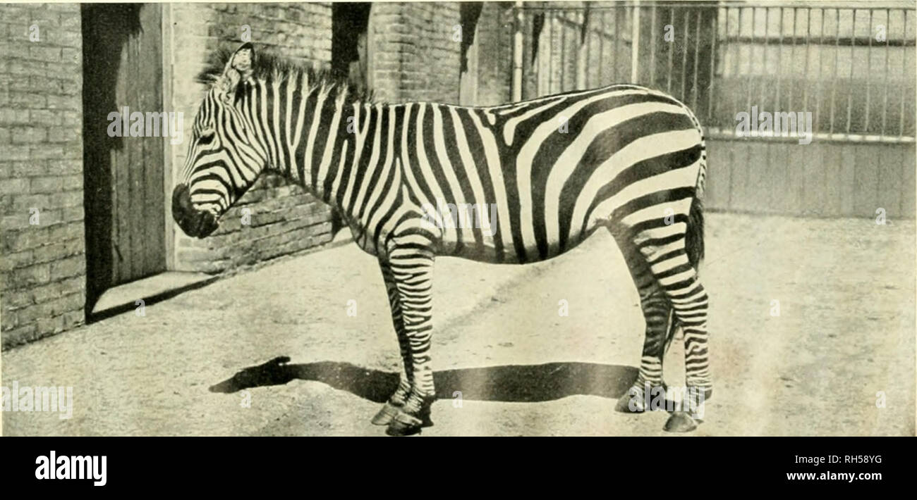 . Brehms Tierleben. Allgemeine kunde des Tierreichs. Zoologia; il comportamento di animali. 2. Chapman-Zebra, Equus quagga chapmani Layard. "&GT; nnt. O, s. S. 64^. - .Iifi:;su. im Zoologischen Garten zu Basilea.. 3. Örant-zebra, Equus quagga granti W'inton. '/Jo nat. Gr., s. S. III4. - Underv,..GU 4 Onu pliotJerwool-London.. Si prega di notare che queste immagini vengono estratte dalla pagina sottoposta a scansione di immagini che possono essere state migliorate digitalmente per la leggibilità - Colorazione e aspetto di queste illustrazioni potrebbero non perfettamente assomigliano al lavoro originale. Brehm Alfred Edmund, 1829-1884; Zur Strassen, Otto L. , 18 Foto Stock