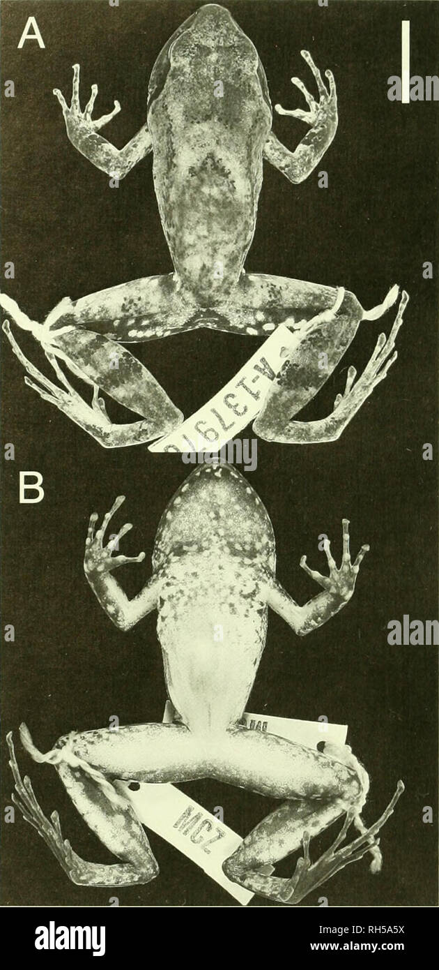 . Breviora. BREVIORA n. 515. La figura 3. Perreti Artliroleptis holotype (MCZ A- 137978) nella dorsale (A) e ventrale di (B) opinioni. Barra di scala, 10 mm. elevazione, 17 marzo 2006; ZMB 71496 (31G), femmina adulta (35,5 mm), 4°59'N, 009°48'E, 2,045 m di altitudine, 6 agosto 2005; ZMB 71498 (553G), femmina adulta (40,2 mm), 05°00'N, 009 M9'E, 2,045 m di altitudine, 6 agosto 2005; ZMB 71499 (843C), femmina adulta (34,2 mm), 05°00'N, 0()9°49'E, 2,045 m di altitudine, 6 agosto 2005; ZMB 71500 (0006LG), femmina adulta (38,3 mm), 04°59'N, 009°50'E, 2,010 m di altitudine, 25 settembre 2006; ZMB 71501 (0007LG), maschio adulto (30.4 mm), 04°59' Foto Stock