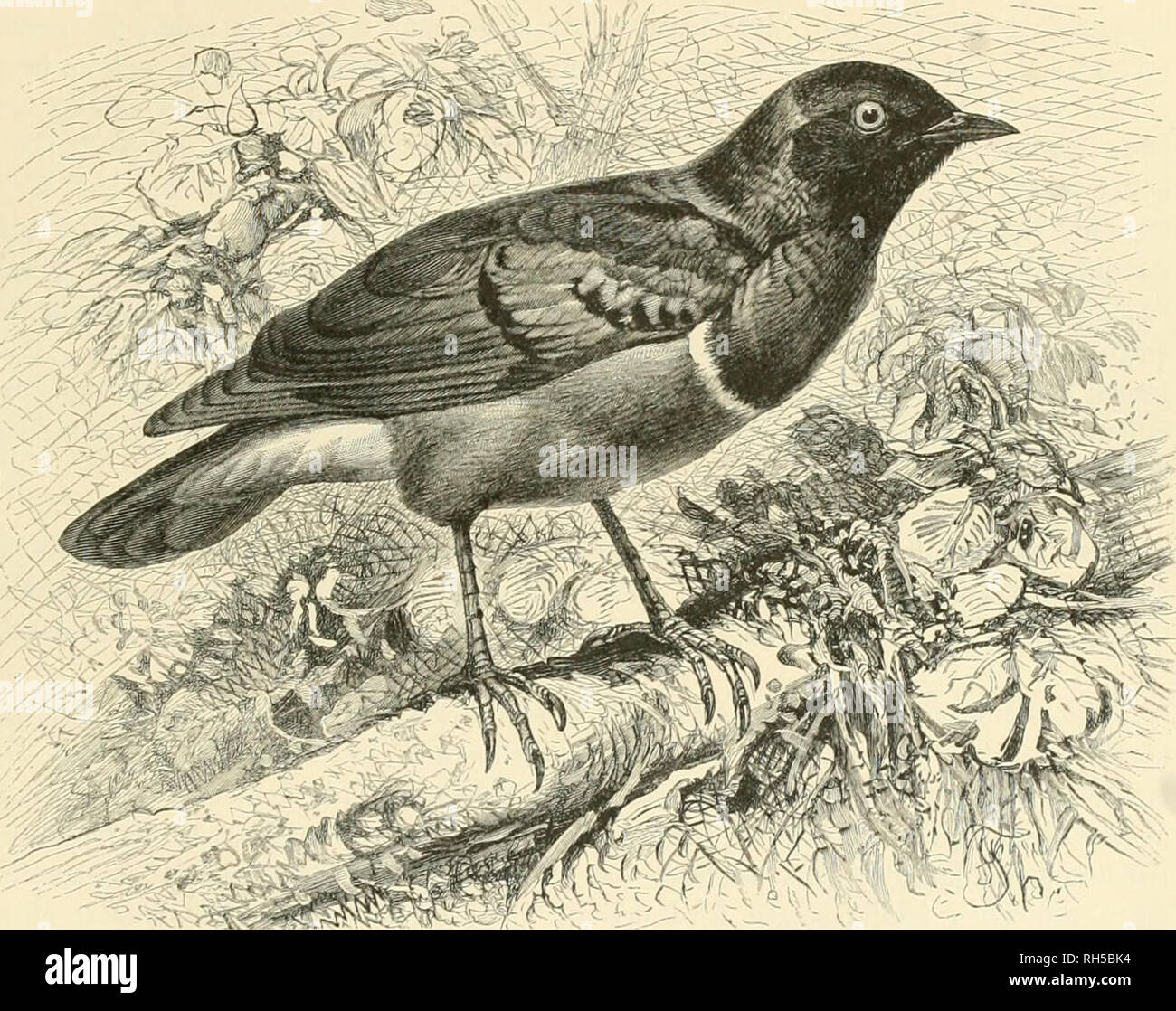 . Brehms Tierleben. Allgemeine kunde des Tierreichs. Zoologia; il comportamento di animali. !Prad)tg(anÃ¤rfnr. EtÃ¤finudjglauÃ¤ftat. Â®d)U^pengIanÃ¤ffar. 317 Â®itrd) jierlidjen, etinaÃ¶ gebogenen, gegen bie Spi^e f)in jufanunengebrÃ¼cften Â©dmabel, giemlid) fd)iiiad)e, aber lang,^et)ige ^Ã¼^e, t)erl)Ã¤ltni'?mÃ¤^ig furje gfiiflel, bcrcn erftc (Sdiroinge befonberÃ¶ furj unb lanÃ¤cttfÃ¶tmig ift, niittellangen SdifÃ¶anj unb fdju^ipigea Â®efieber fenn= Â§et(f)net ftd) ber (SD)fino:f)englanÃ¤ftar, Cinnyricinclus leucogaster gm., ber mit einer Stf citen 9(rt ^ufanimen bie O^attung Cinnyricinclus meno. (Pholidauges) Foto Stock