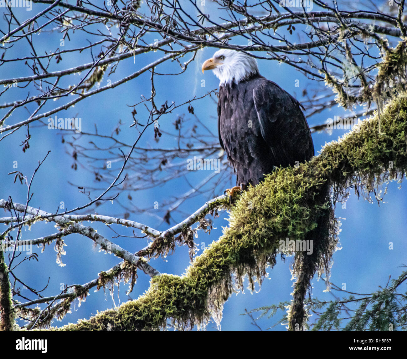 Aquila calva seduto su un ramo di muschio Foto Stock