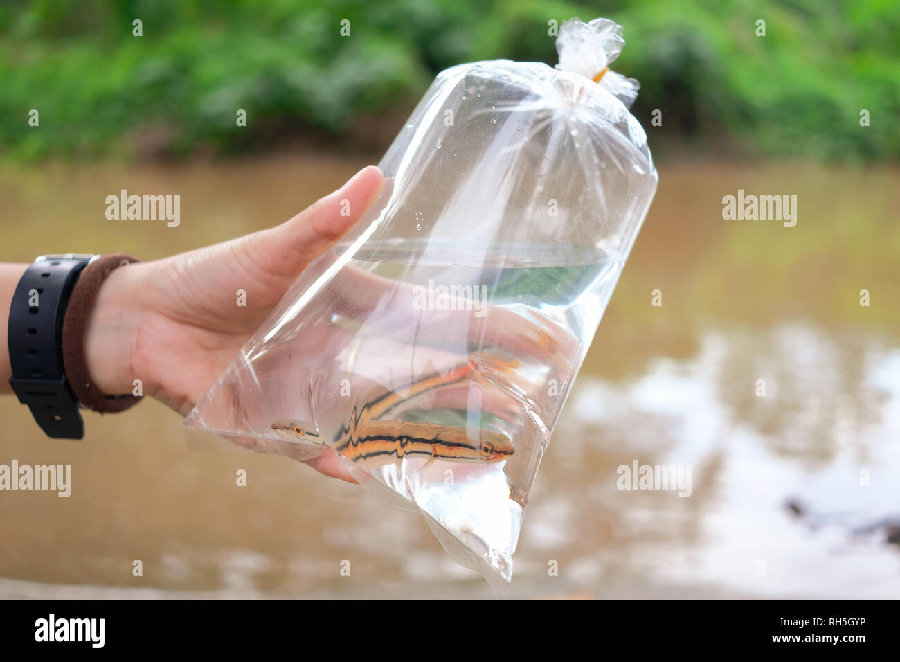 Mano che tiene il bambino snakehead gigante di pesce in busta di plastica Foto Stock