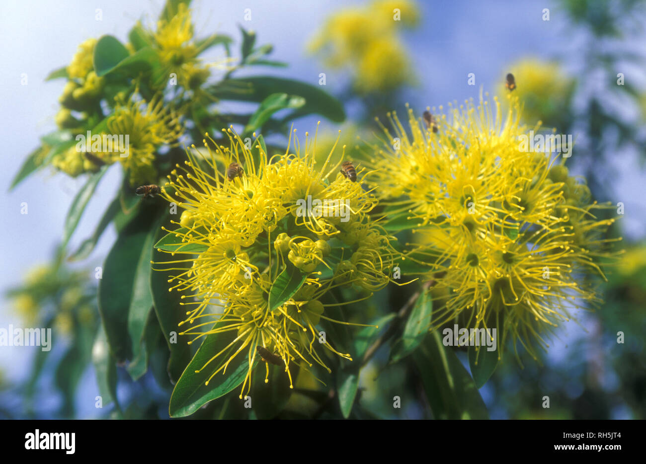 Lo Xanthostemon chrysanthus, comunemente chiamato Golden Penda, è una specie di albero endemica del Queensland nord-orientale, Australia. Le api mellifere raccolgono il polline. Foto Stock