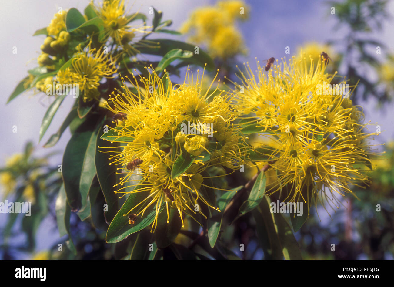 Lo Xanthostemon chrysanthus, comunemente chiamato Golden Penda, è una specie di albero endemica del Queensland nord-orientale, Australia. Le api mellifere raccolgono il polline. Foto Stock