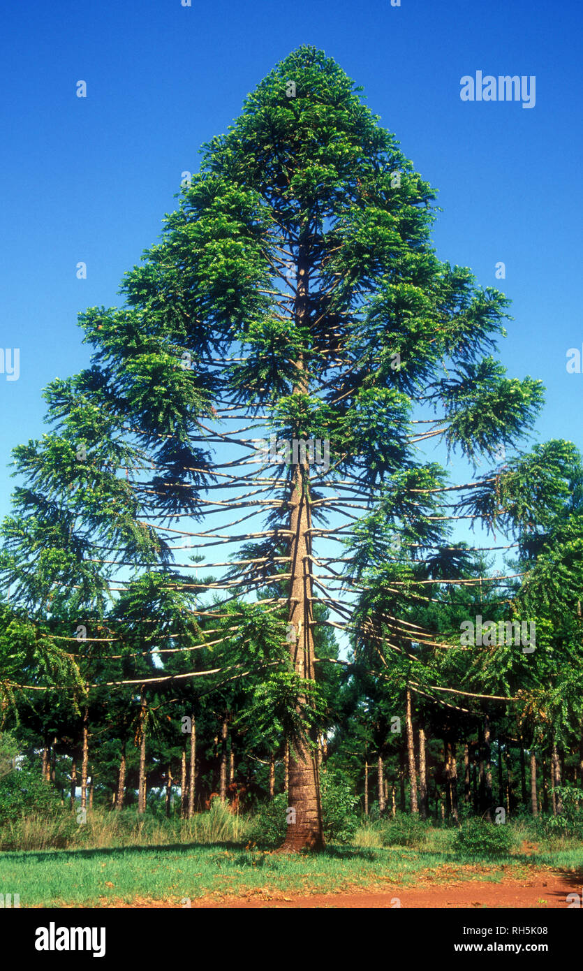 BUNYA PINE TREE (ARAUCARIA BIDWILLII) sud est Queensland, Australia. Foto Stock