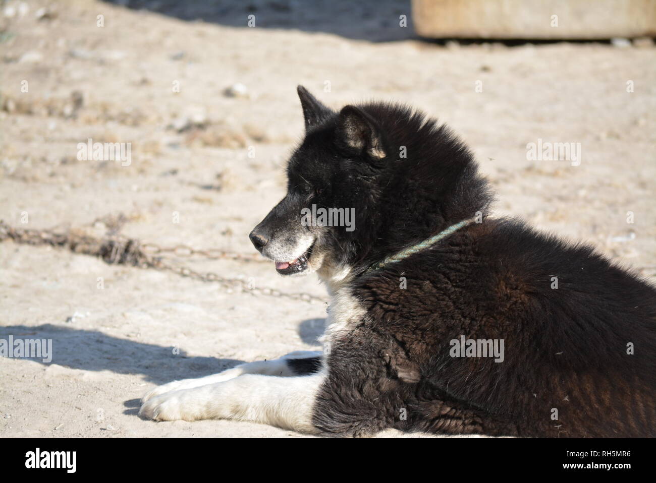 Ilulissat - Luglio, incatenato Sled Dog / Husky sono annoiati in estate, cani da slitta / huskies su erba e case di cane Foto Stock