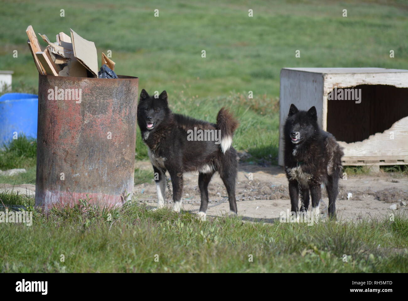 Ilulissat - Luglio, incatenato Sled Dog / Husky sono annoiati in estate, cani da slitta / huskies su erba e case di cane Foto Stock