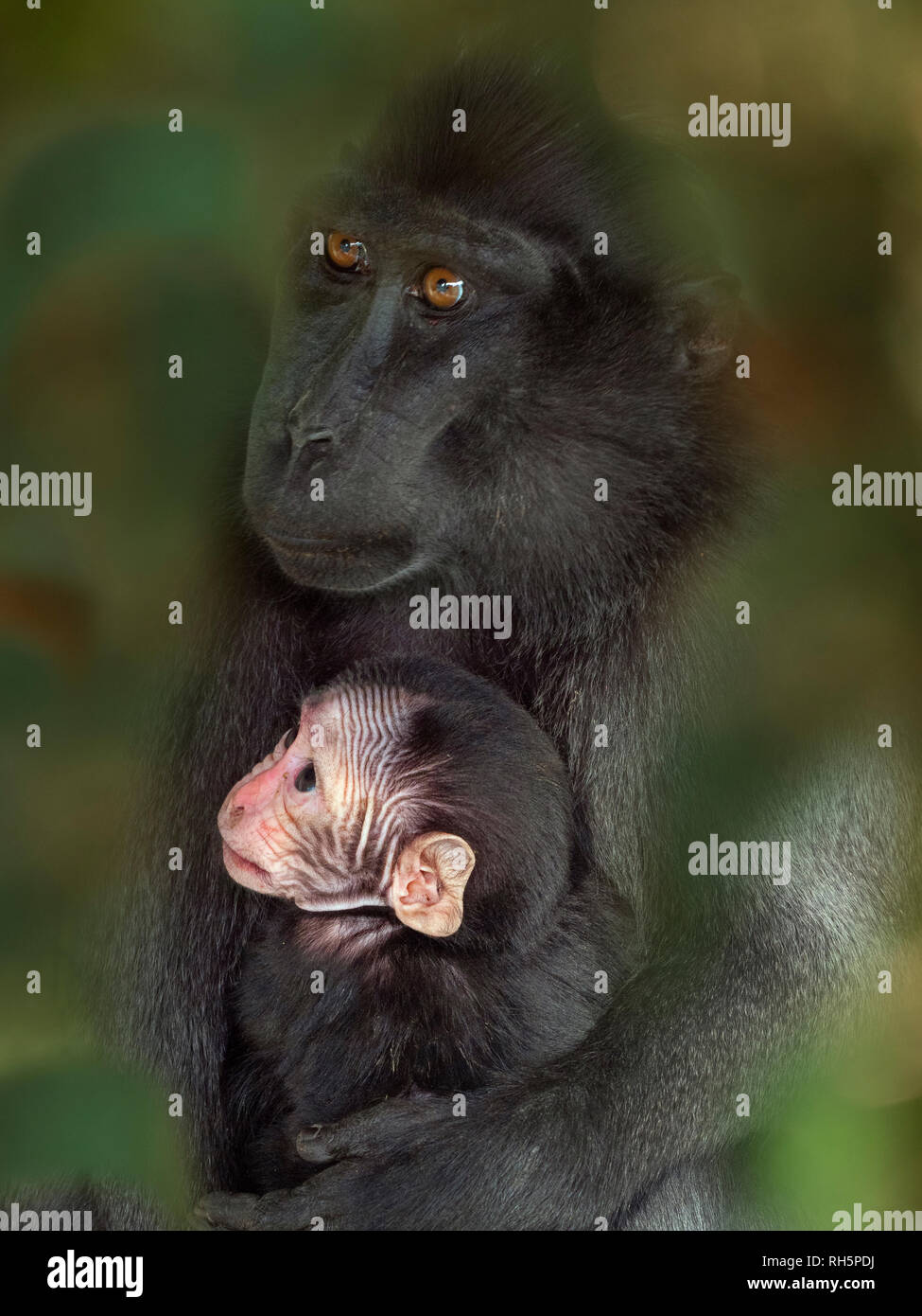 Celebes crested macaque Macaca nigra noto anche come crested macaco nero, Sulawesi crested macaco o nero con ape del mese precedente i giovani. Foto Stock