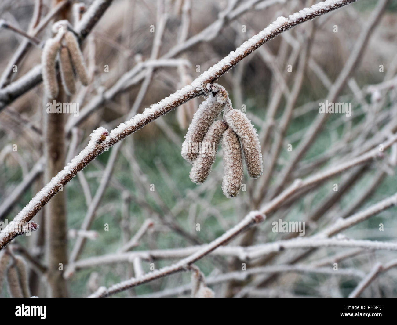 Nocciolo Corylus avellana amenti smerigliato Foto Stock