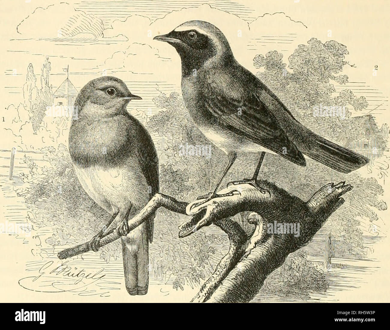 . Brehms Tierleben. Allgemeine kunde des Tierreichs. Zoologia; il comportamento di animali. 172 14. Dtbnung: ©l3erling"3t&GT;ögel. 3'itnilie: 3-liegenfäugct. liom Sftlantifdicu Scltmeere bi§ jum Db. Sod) foll e§ audi in einigen ®ce3cnbcn essere§ norb= iuefttid}en 9(frita'j unb auf Seneriffa brüten. ?Luf feinem qua,c bcfudit e§ ÜJorbafrifa, @i}ricn, ^aläftina unb ^^'erfien; bie §auptmenge unä bcr im nerlaffenben SSinter 9(iotfef)ld)en bleibt aber fd]on in Sübeuropa, ba§ eine ober anbere fogar in ^eutfdilanb. 1)ai^ jüblidie Gnglanb berlä^t bie bort lebcnbe Unterart Erithacus rubecula melo2)hilus Hart. Übert}aupt Foto Stock