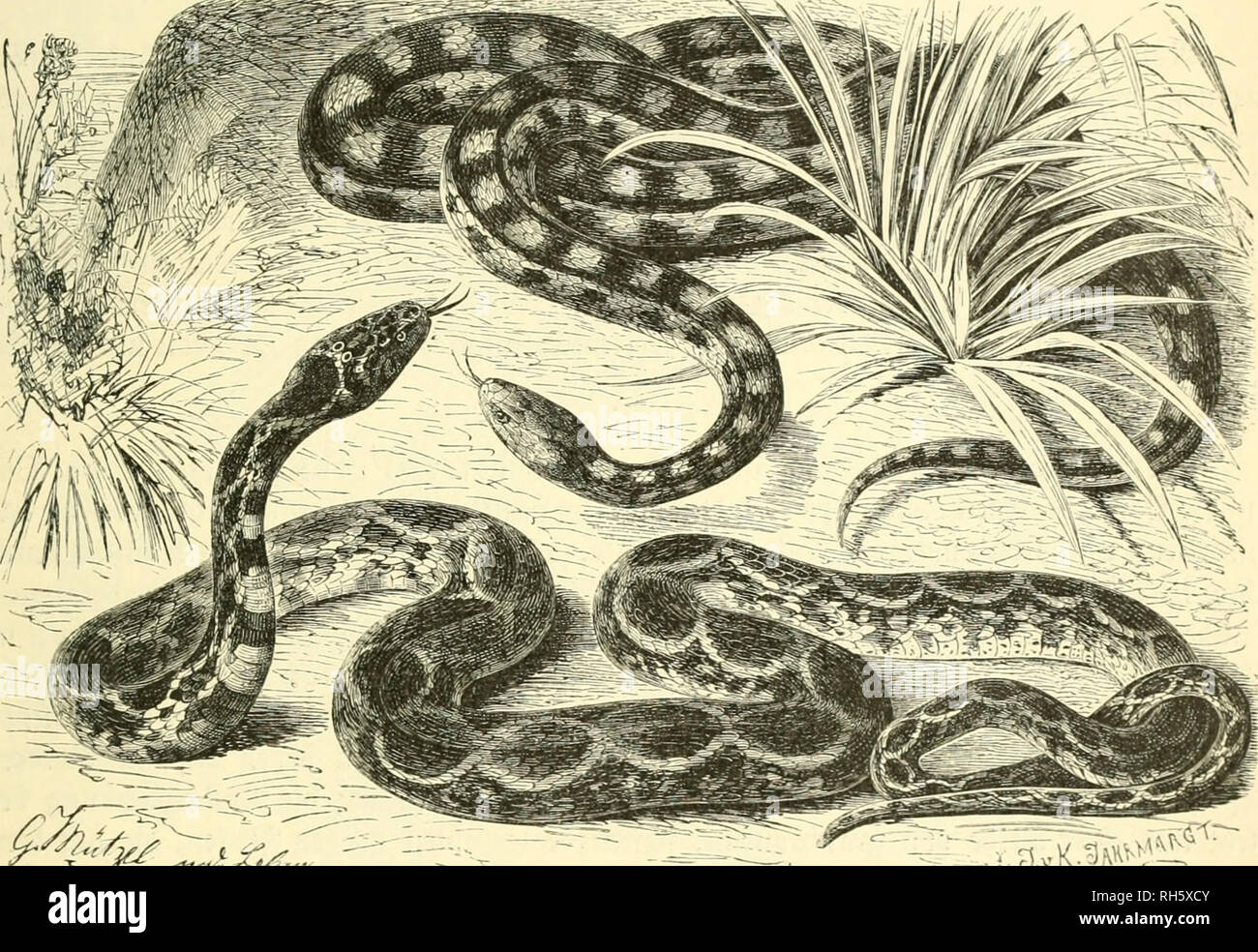 . Brehms Tierleben; allgemeine kunde des thierreichs. Mit 1910 abbildungen im text, 11 karten und 180 tafeln in farbendruck und holzschnitt.. Zoologia; comportamento animale; Zoologia Geral. 3 0 r n n a 11 er. .*O ii f e i f e n n n 11 c r. 287 gortpflansung fällt ©übe ^uni ober ainfang ^uli; fie legt il)re 8-15 ©ier unter 9J?oo§ ober gefallenem 2anhe ah. (Sine groeite europäifd;e 2lrt biefer ©attnng ift "1:)^ ^ufeifennatter (Zamenis, hippocrepis Coluber domesticus, Natrix bahiensis, Coluber, natrice, Haemorrhois, Calopeltis unb Periops hippocrepis). Tm anberen 3ot:nnQttern unterfc^cibct fie fid Foto Stock