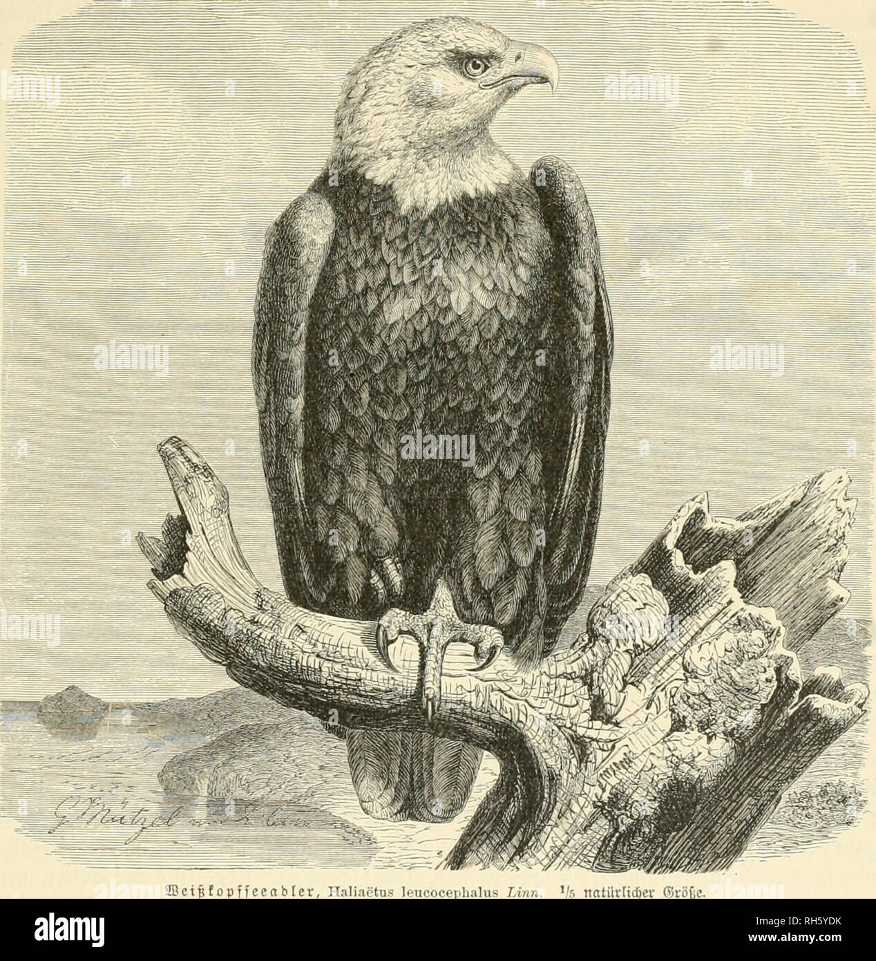 . Brehms Tierleben. Allgemeine kunde des Tierreichs. Zoologia; il comportamento di animali. S3nnbfeeablct. Sßeipopffecnblcr. 9J!eerablcr. 333 öcrfafl"nc, un großen Sanbfccn ub befdiäftigen fid) fleißig mit f^'ifct)' unb SSaffergeflügeljngb, bil bie ©een juftieren, FEF)rcn {jierauf öielleidjt nodimaI§ Un bie ©ee äuriicf iinb treten erft bann eine roeitere ff{ei[e un, luenn teiuy se)rer getoofjnten 3agi&GT;ge6icte mefir 33eute ge= roöf)ren tniU. SBie übrigens ein ©eeabler aud) manbern möge: eine SSafferftrafie Derlägt er mof)HO rmr fdjlimmften im 3?otfalIe. (Sooiel mir befannt, mirb ber alte mie ber junge. n Foto Stock