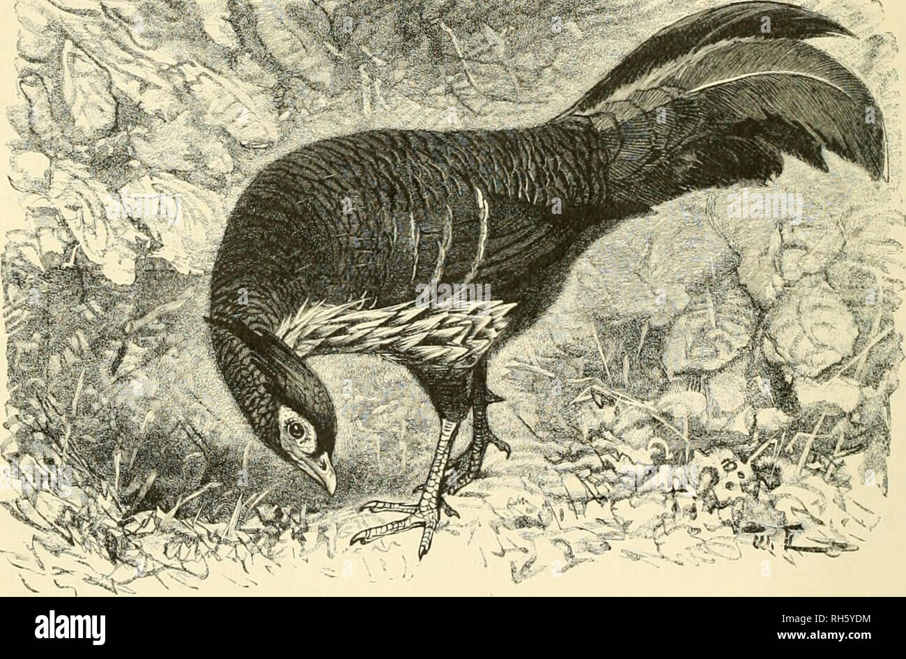 . Brehms Tierleben. Allgemeine kunde des Tierreichs. Zoologia; comportamento animale. gofonliul)!!, r.ennaens mnthm-un Graij. 'M rnitürtic^ce lllfölii.". au^erbem erinnert e) fein ®efd)rei fe()r un "baS ber @d)lcid)fal3en. ®iefe mi5-afanl)iif)ner laufen mit groger ©d}nelligteit unb kben f)auptfäd)coperchio) zione ben Sdjöfilingen einer Drd}ibeen= ort, bie fe:^r foftig finb, unb bereu ®enug e§ se)nen ermöglidjt, einige ^cit oI)ne Saffer gu leben, ^n ber ber TOitte fieißen 3;af]reS3iet nxüffen bie g-afanf)ül)ner bie &LT;öügcl Don Dber= pegu räumen, benn bann mirb ba§ lange ®ra§ abgebrannt. 33eini (Eintri Foto Stock