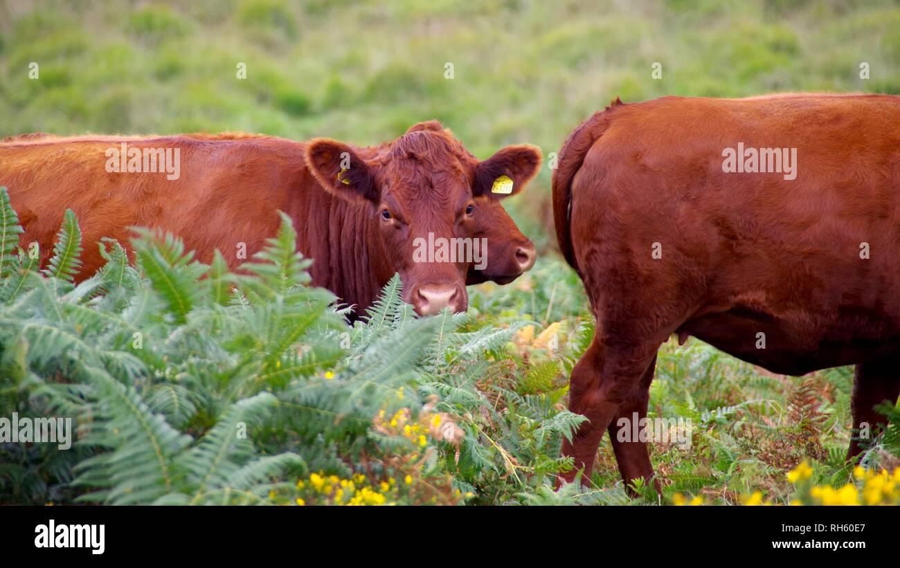 Devon rosso rubino vacche (Bos taurus) pascolano in Upland Heath da Wistmans legno, Parco Nazionale di Dartmoor, Devon, Regno Unito. Foto Stock