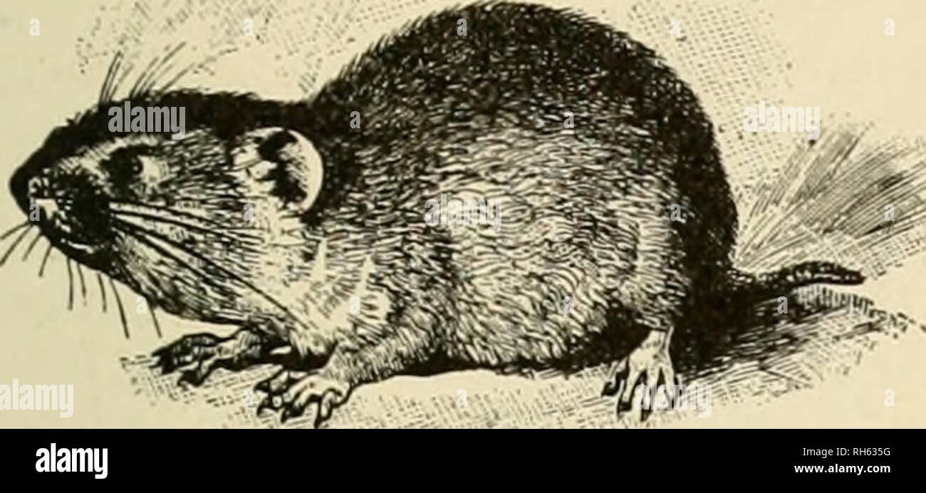 . Brehm la vita degli animali : una completa storia naturale per casa popolare e di istruzioni per l'uso di scuole. Mammiferi; il comportamento di animali. Le arvicole di topi di campo. 347. di un carattere vegetale, come essa sussiste principalmente in- sette e worm e in uno stato selvaggio può occasione- alleato prendere un piccolo uccello. Quando in uno stato di cattività è parziale per un animale la dieta. Mangia anche il mais, semi e radici a bulbo e la corteccia di alberi giovani, soprattutto in inverno. Quando la specie è numerosa in una foresta può causare danni incalcolabili da rosicchia la corteccia di giovani germogli e talvolta com- pletamente distrugge un imm Foto Stock