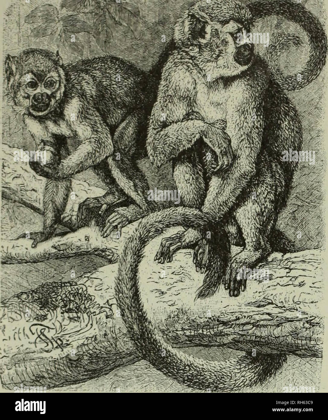 . Brehm la vita degli animali : una completa storia naturale per casa popolare e di istruzioni per l'uso di scuole. Mammalia. Mammiferi; comportamento animale. a-2 le scimmie AXD scimmie. Non grazioso, per gli arti posteriori sono più lunghi. Essi salire e passare alla perfezione. Sulla loro noc- turnal peregrinazioni essi facilmente riuscire a catturare uccelli del sonno. Gli insetti sono benvenuti e catturati molto dexterously. Di volta in volta che pronunciare una cava, un suono forte, che è stato paragonato da. Scimmie scoiattolo. Qui ci sono due di queste allegre e vivaci creature poco appollaiato in un albero di palma, frutto di cui uno di loro Foto Stock
