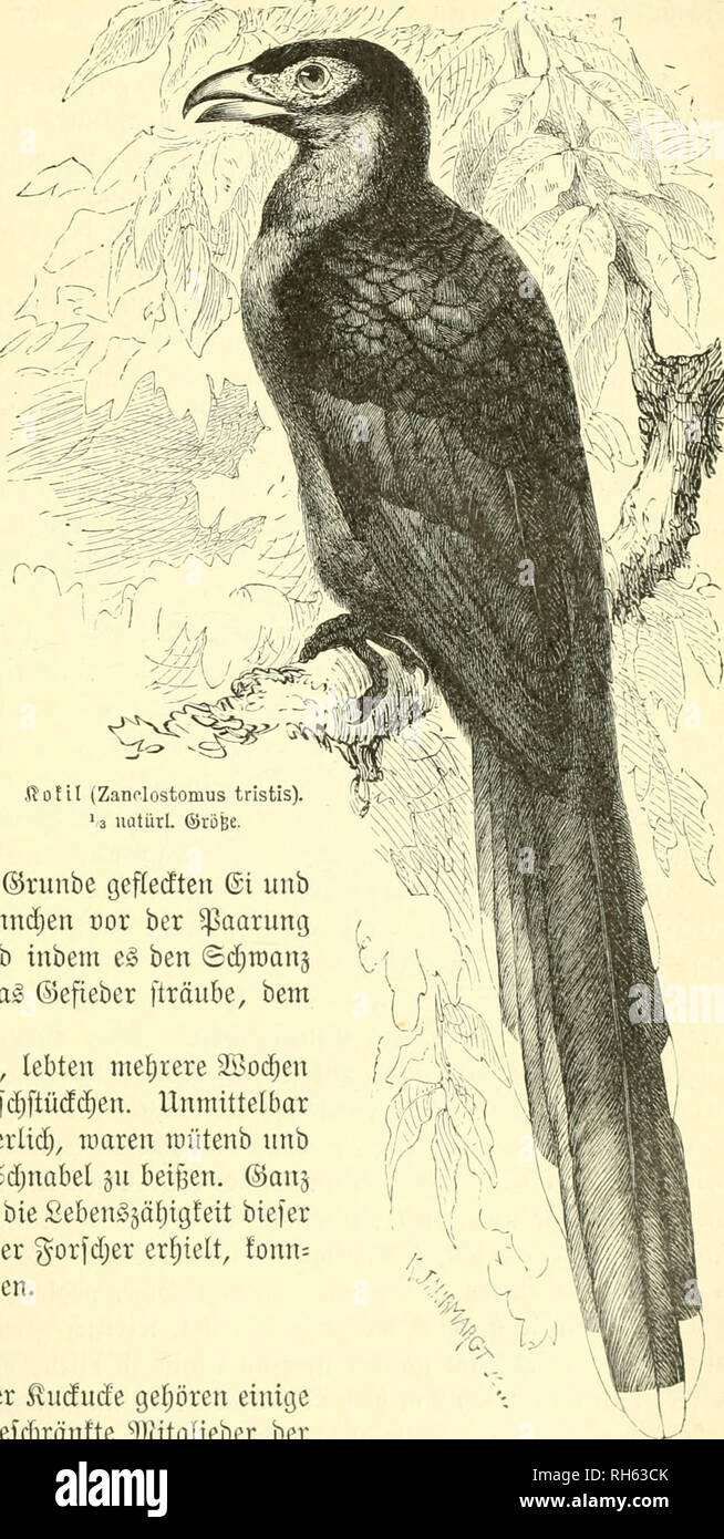 . Brehms Tierleben; allgemeine kunde des thierreichs. Mit 1910 abbildungen im text, 11 karten und 180 tafeln in farbendruck und holzschnitt.. Zoologia; comportamento animale; Zoologia Geral. SioUl. Gibecf;)enfu(Iutf. 117 e) ein [aute§ @egac!er ücrnefjmen, beffen ^[ang nid;t abäubert, ober üerfdjicben rafd), mit beutlid; geöffnetem ©c^nabel aui§geftofeen rairb unb htn anfg fc^nenfte auggefprod;enen (Silben ,titi tifi tifi' äfjnelt. ^uioeilen öernimmt uomo biefe Saute aud^ roätjrenb eine§ feiner furjen §lüge. 9tid;t fel= dieci bemerft uomo ben SSogel auf bem 23oben, luo er fid) fprung^ roeife bewegt, ben Foto Stock