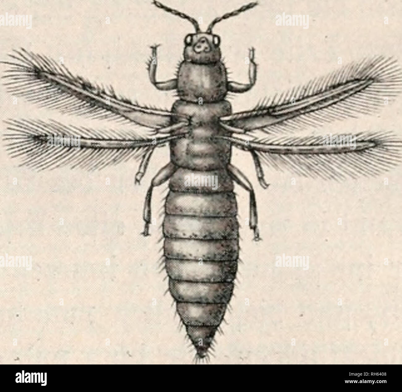 . Brehms Tierleben. Allgemeine kunde des Tierreichs. Zoologia; il comportamento di animali. ^liemeU, %ahaU, @ctreibcbla[enfu{l. ÂScTiiuarje gltege". 133 europÃ¤mi[CF)en 2^aba![CF)Ã¤bling, Thrips tabaci Lind, namhaft, brÃ¤unlid) gefÃ¤rbte, foum 1 mm mefi'enbe 2;iercf)en, bie nebft ifjreii ijelkxm SnrÃ¼en TjauptfÃ¤djÃ¼d) lÃ¤ngy ber ber Unterfeite s^abatblÃ¤tter ki) anfiebeln unb bort biircf) ifjr Saugen ganj Ã¤tjulicfje 53e[CF)Ã¤bigungcii fjerbor rufen iuie bie ebeugenanute anierifanifcf)e 'Xrt, fo ba^ in SÃ¶ntgarien bie bon ifjuen Ã¼erurfarfjte 5b:un!f)iet ebenfalty âlpeif3e ^^(Berna" (belata shil Foto Stock
