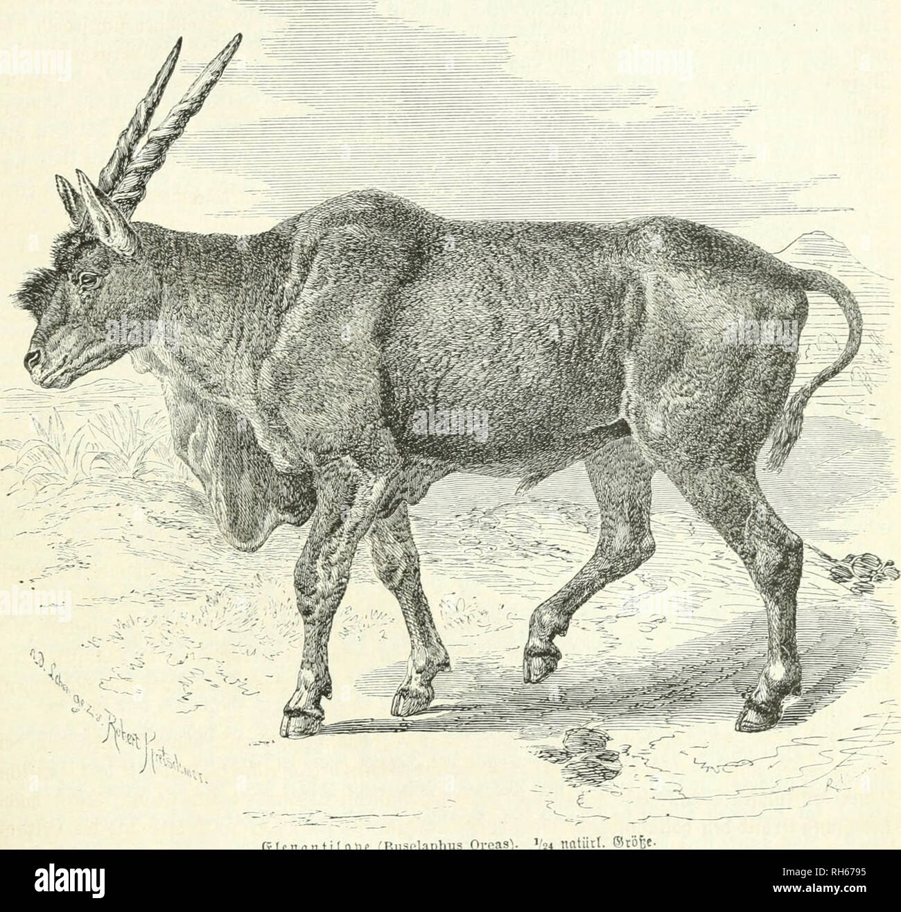 . Brehms Thierleben : Allgemeine Kunde des Thierreichs. Il comportamento di animali; Zoologia. (5Ieuautt[ope. 24Io Alce capensis, antilope, Orcas imb ßuselaplms canna), erreid)t eine ^duöc m ^t 4 ^Jcetcr, luoöon 70 ßentim. auf bcn Sd^raanj füiumen, M 2 mdcx -öö^e am 2i3iberriit uiib riiuiijunbert, nad) ip artig fogar Biä tauHMib l?Uogvamm un öcluic^t, fomiut olfo einem mittelsroBen Gd)jcn un (shöjje unb Sdjipeve üollfümmcn gUid). Sie ö-ävtmng änbcvt fid) nad) Sllter bem. Grluac^fene a3üde jinb auf bei- Cberjcite tjellbrann ober Qetblidjsrau, roitvotf) ütterdanfcn, un ben Seiten tüeiBgdblidi,. eicnanti(0(}C Foto Stock