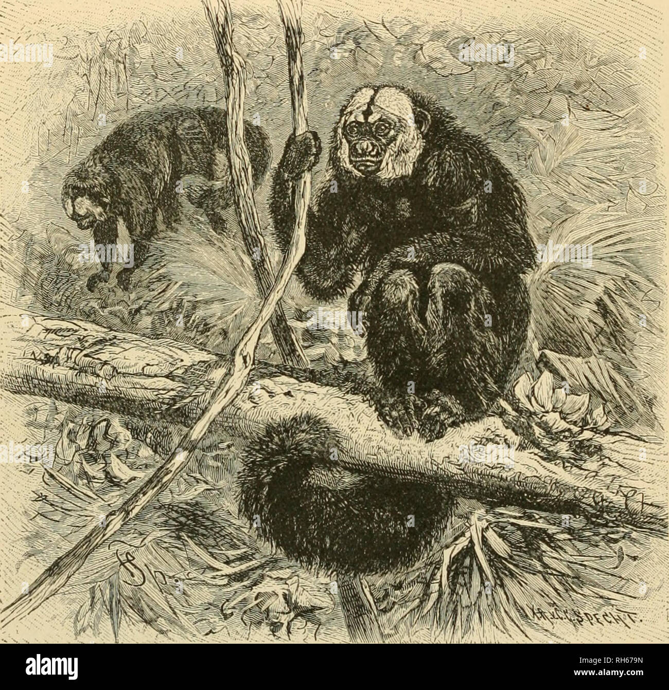 . Brehm la vita degli animali : una completa storia naturale per casa popolare e di istruzioni per l'uso di scuole. Mammiferi; il comportamento di animali. 60 di scimmie e di babbuini. La vivace il più noto membro di questa Scimmia di scoiattolo è il gruppo Squirrel-Monkey, della Guiana. a volte chiamato il Golden dai capelli di scimmia (Chrysothrixsciurea), illustri come molto da un corpo aggraziato e gradevole il colore come da un allegro, allegra disposizione. Egli può essere contato uno dei migliori cercando di tutti il monaco americano- eys. La coda è molto lunga; il corpo giallo al di sopra e al di sotto di colore biancastro. A volte la creatura è di colore grigio con oro Foto Stock