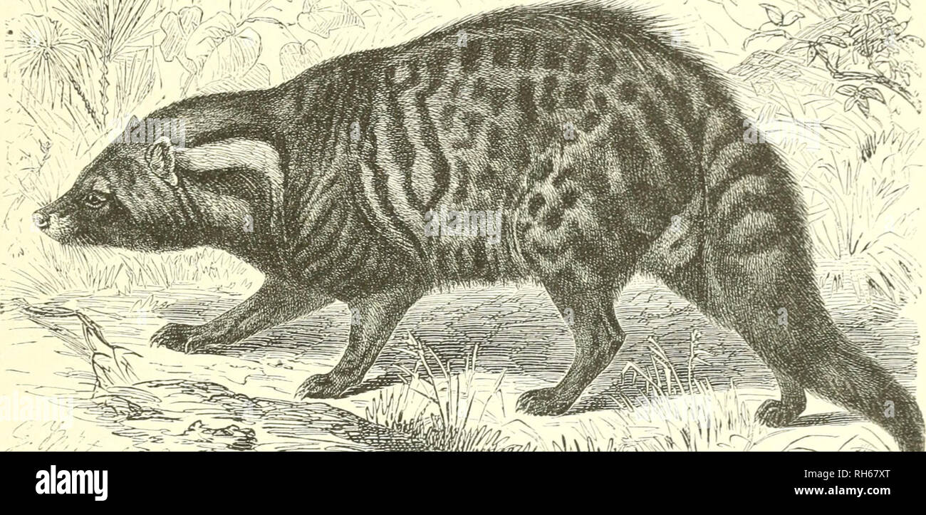 . Brehms Thierleben : Allgemeine Kunde des Thierreichs. Il comportamento di animali; Zoologia. Setragen. vai'^^t'P^ttäu^S- ©efangenleben. 19 laut S)di)rn, lucnigftcuS bon bcn ^Jtcgcni bcr ^vitiäeniniel, un] lüeldjer bie ^i^etfa^e eingeiüfirt tuorben mi[t, gern gegeffen. &Amp;xü), luclc^er e) bie tvamUie bcr ©cfiteic^fa^ue BcarBeitet neuerbings Ijat, untericfjeibet me'^rere .^auptgritp^en, tvtidjc tuieberum ui Sip|)en jerfaUcu. ^n ber erften 6rup)je öercinigt er unter bem 9iamen "^f a^enfü^ige" (Ailuropoda) bie Strien mit fireiten, scommessa bidjt;Garten ^üB^n, furjen, gebogenen, 5urücf3iet)6aren ilrallen, Foto Stock