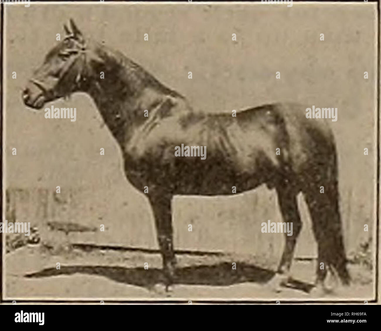 . Allevatore e sportivo. I cavalli. Il suddetto stalloni starà al Parco Agricolo, Los Angeles J. H. WILLIAMS, Tor cartelle e ulteriori indicazioni di indirizzo o di applicare al Parco Agricolo, Università Stazione, Los Angeles, la grande velocità Sire Lynwood W. 32853 Rec. 2:20. Da Guy documento Wilkes 2:15% (sire di Fred Kohl 2:07%. Hulda 2:08^, Lesa documento Wilkes 2:09, Seymour documento Wilkes 2:08%. ecc. ecc.). dam Lindale dal Sultano Jr.; diga prossima Flora Hereon dal generale McClellan 144. etc. Lynwood W. è il sire di Sonoma ragazza 2:05V4. Il sen- sational trotter dell 1907, vincitore nf $23,650 sul grande circuito e venduto per $ 26 Foto Stock