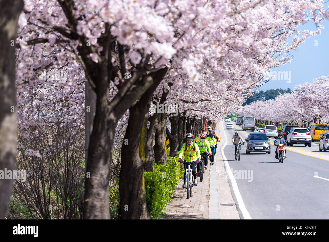 Cherry Blossom Festival di Gyeongpodae lago, Gangneung city. Foto Stock