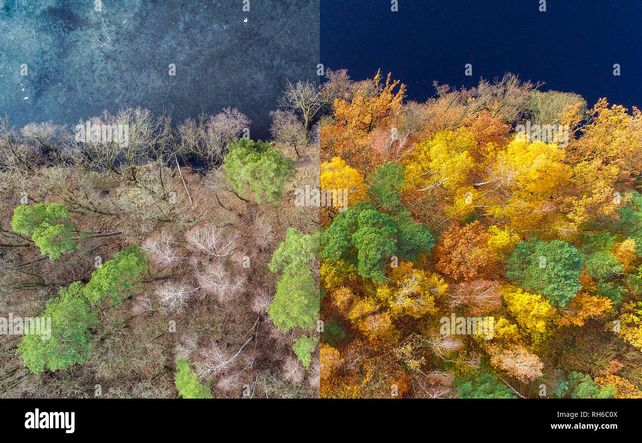 Treplin, Germania. 31 gennaio, 2019. Illustrazione: Foresta sulla riva del lago Trepliner (vista aerea con un drone). La stessa posizione è stata fotografata in autunno e in inverno. Le foto sono state poste una accanto all'altra utilizzando l'editing di immagini. Credito: Patrick Pleul/dpa-Zentralbild/ZB/dpa/Alamy Live News Foto Stock