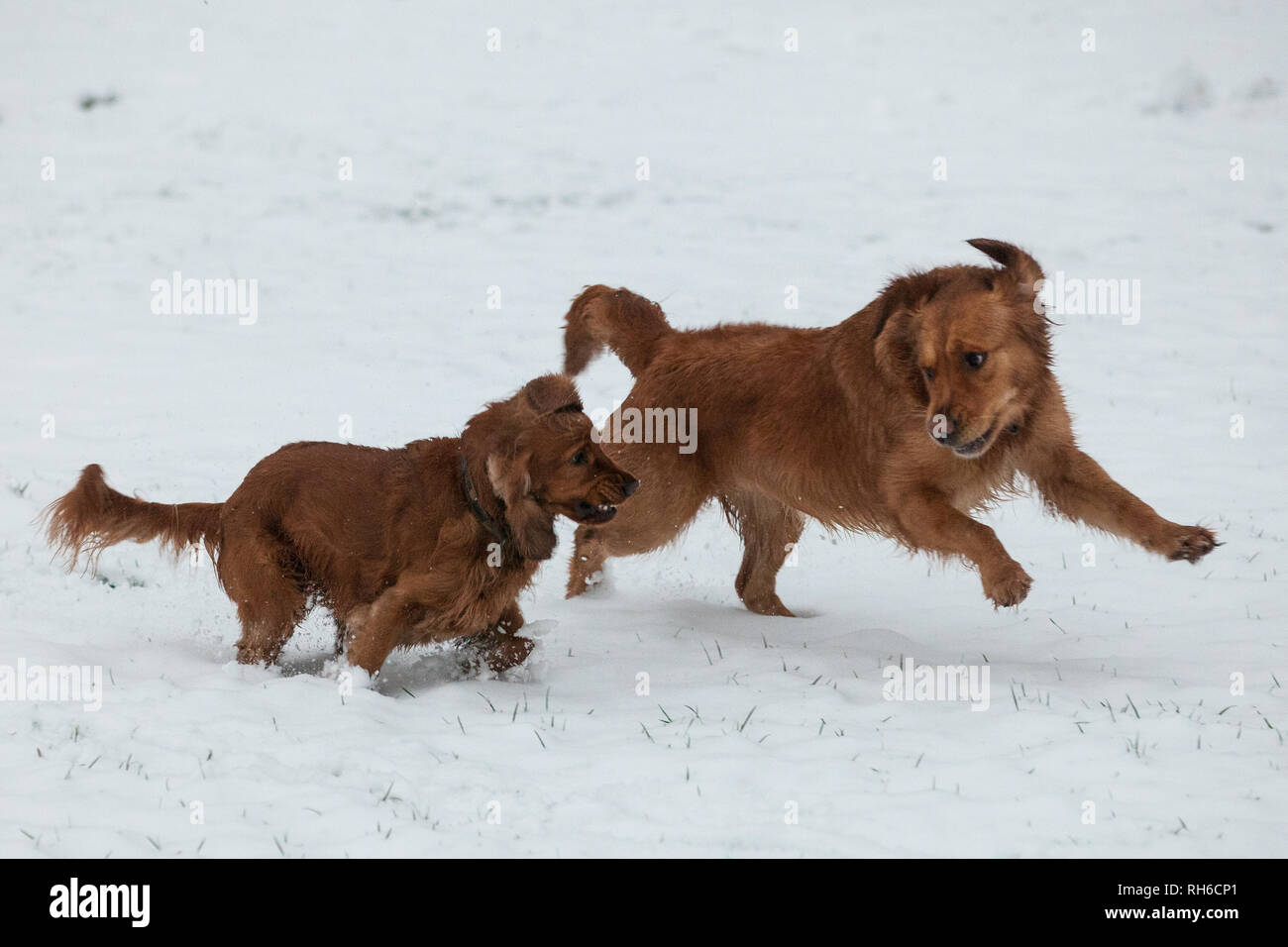 Windsor, Regno Unito. Il 1 febbraio, 2019. I cani godono di una nevicata durante la notte davanti al Castello di Windsor sulla lunga passeggiata in Windsor Great Park. Più neve è previsto a cadere durante la mattinata in Berkshire e punteggi di scuole rimarrà chiuso per il giorno. Credito: Mark Kerrison/Alamy Live News Foto Stock