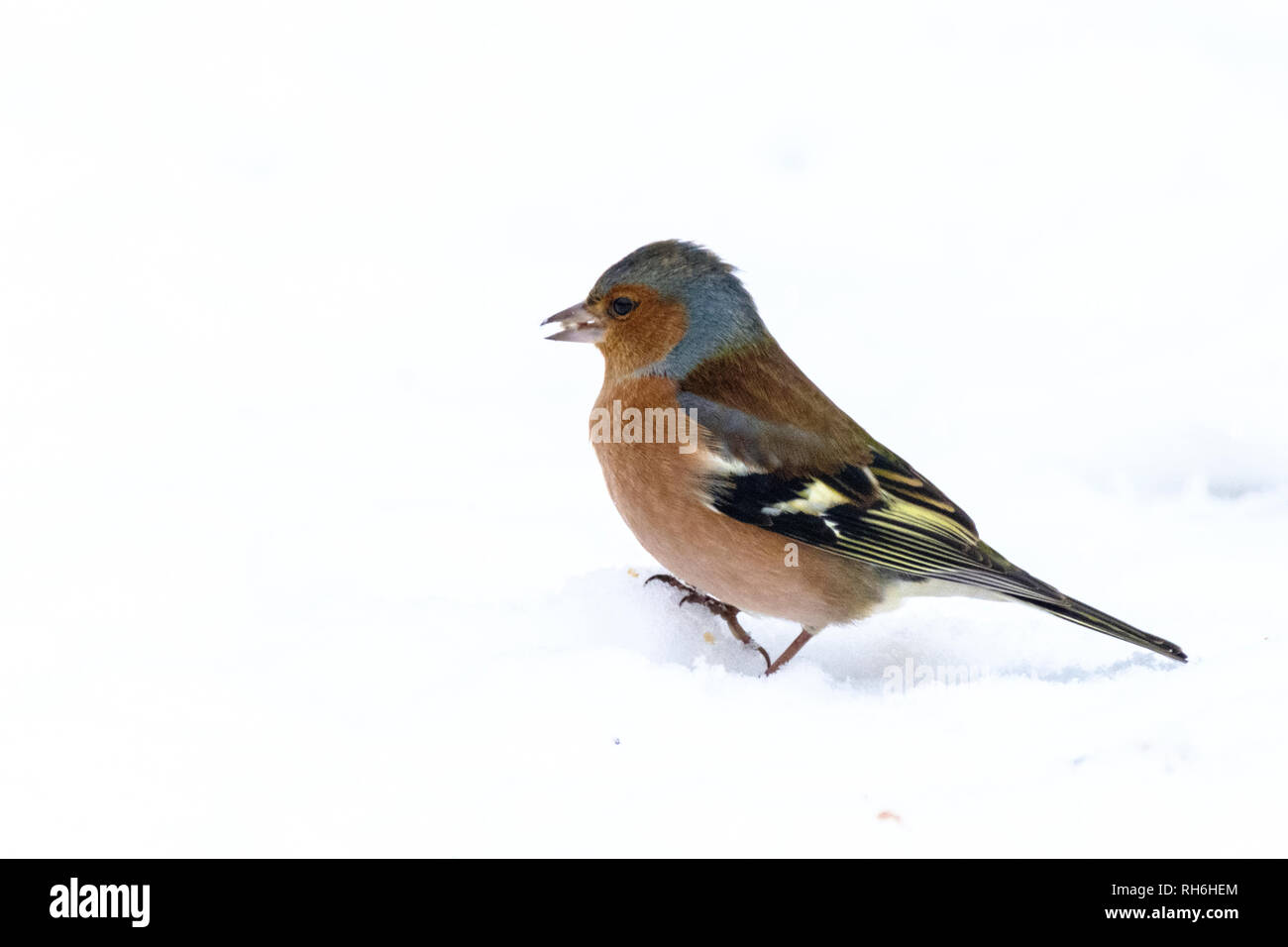 New Forest, Hampshire. Il 1° febbraio 2019. Regno Unito Meteo: Splendida snowy scene in New Forest. Credito: pcpexclusive/Alamy Live News Foto Stock