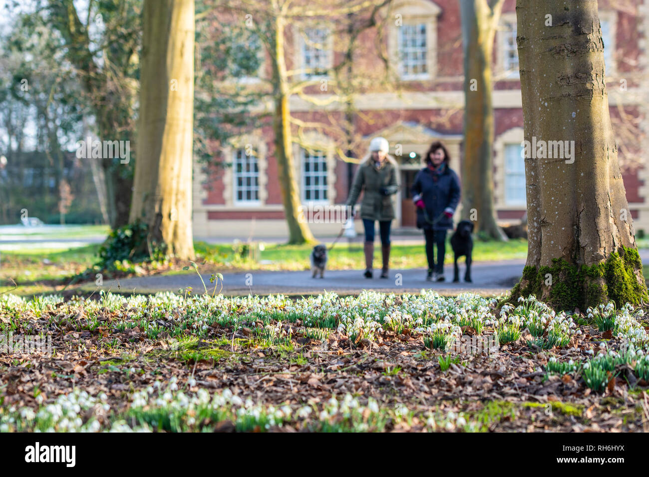 Lytham, Lancashire, Regno Unito. Il 1° febbraio 2019. Meteo news. Come molte parti del Regno Unito sono sotto la neve e il ghiaccio è una bella giornata inverni sulla costa di Fylde e il bucaneve sono in vigore a Lytham hall, nel Lancashire. Credito: Gary Telford/Alamy Live News Foto Stock