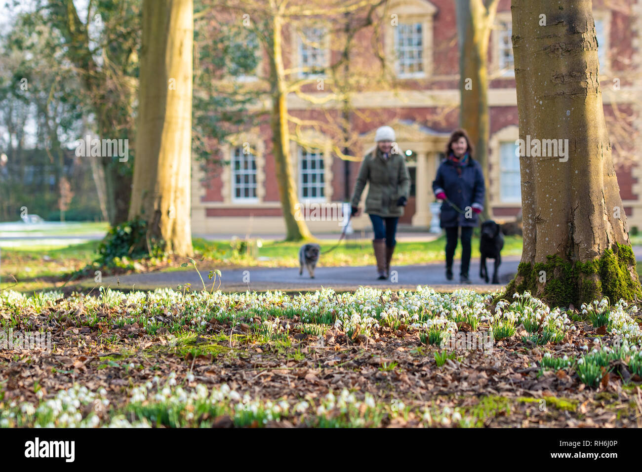 Lytham, Lancashire, Regno Unito. Il 1° febbraio 2019. Meteo news. Come molte parti del Regno Unito sono sotto la neve e il ghiaccio è una bella giornata inverni sulla costa di Fylde e il bucaneve sono in vigore a Lytham hall, nel Lancashire. Credito: Gary Telford/Alamy Live News Foto Stock