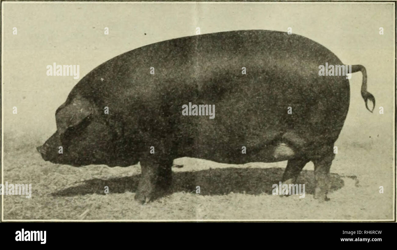 . Razze di animali della specie suina. Razze di suini. Fig. 5.-Duroc-Jersey l&GT;o;u la carne di maiale come alcune razze otlier, non vi è alcuna apparente discriminazione sul mercato. Il Duroc-Jersey è simile al Poland-China in dimensioni e con- formazione: infatti è stato spesso chiamato "facetiously un rosso Polonia-. La fio. G.--Duroc-Jersey seminare. La Cina." Le orecchie rompere da un quarto a un terzo dalla punta, il volto è leggermente bombata, il muso è di media lunghezza e la dovrebbe- ders e prosciutti sono fortemente arricchito. Le gambe sono di breve durata e l'osso è buona. Rosso ciliegia popolare è il colore, ma come i porci anziane crescere Foto Stock