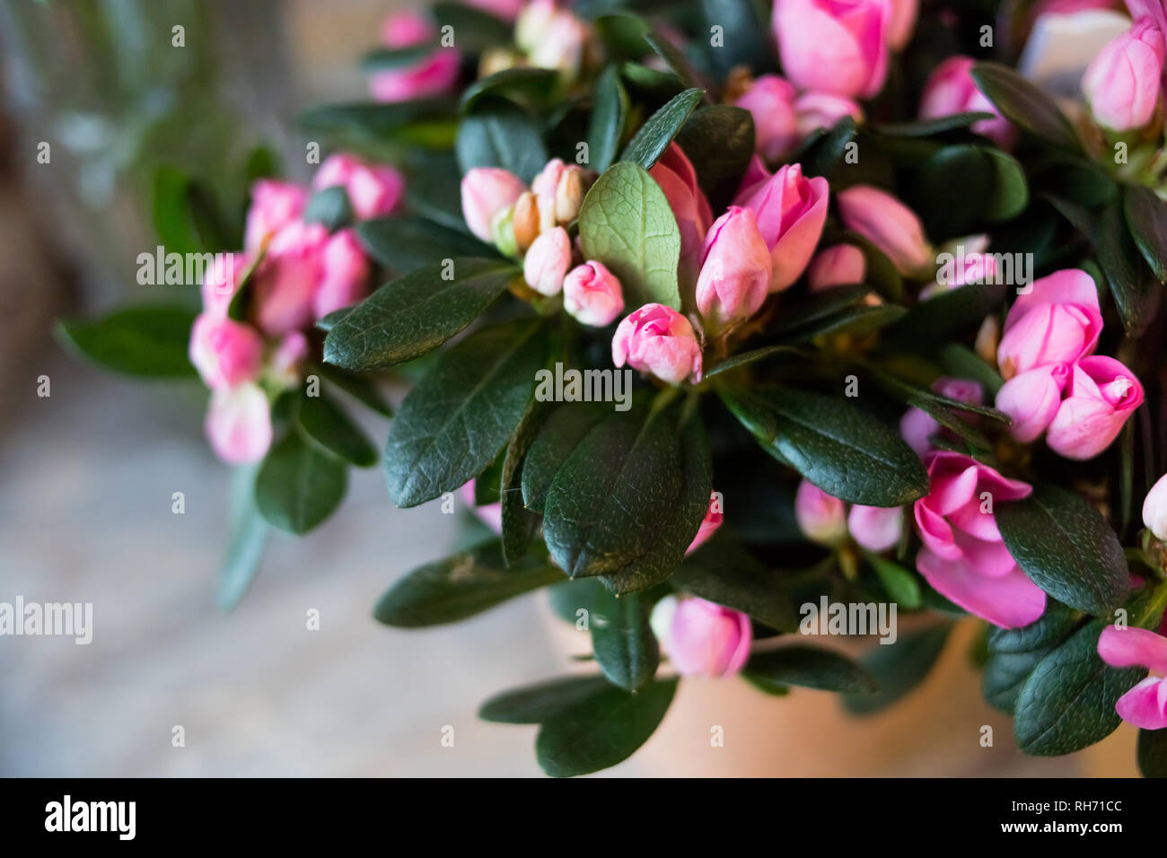 Blossom Pink azalea vasi da fiori in vendita nel negozio di fiori.Floral presente per l'evento.Rosa azalea in fiore nel giardino. Stagione di fioritura azalee Foto Stock