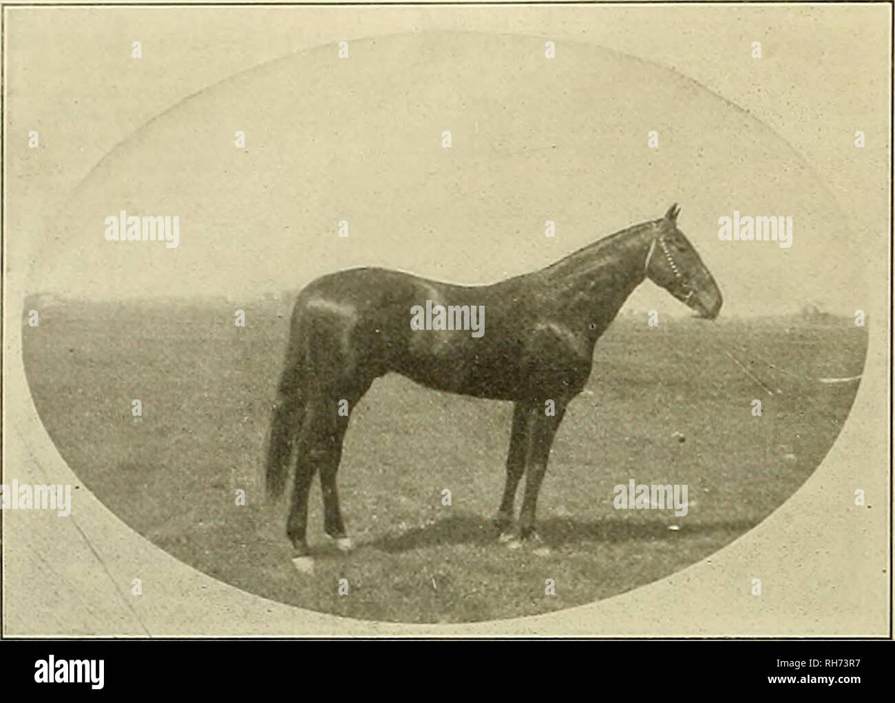 . Allevatore e sportivo. I cavalli. Il costitutore e sportivo [Sabato, Dicembre 29. 1906 Campione di quattro-anno-vecchio Pacer. In corrispondenza dei costitutori riunione tenutasi a Woodland lo scorso agosto, un quattro-anno-vecchio stallone di stimolazione di grand pro- porzioni ha fatto la sua comparsa in un campo di età compresa tra i cavalli nel 2:16 ritmo, che è stata l'ultima gara di.Il giorno d'apertura. Ci sono stati ma quattro antipasti in questo evento e il mare Lady Shamrock, guidato dal veterano Dennis Gannon, è concesso da sagge per essere il migliore del quatuor. In primo calore ha cercato di essere in grado di adempiere tutte le pre- dizioni che era stato fatto Foto Stock