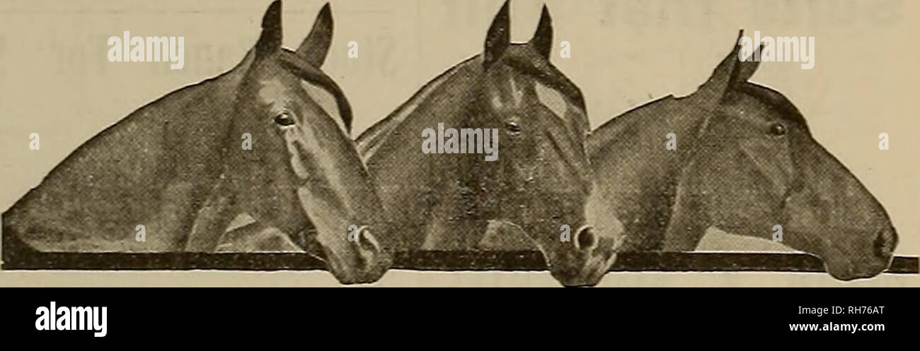 . Allevatore e sportivo. I cavalli. Il costitutore e portavoce [Sabato, 5 luglio 1913. Trionfante vittorie al Grand American handicap per il vecchio affidabile delle marche di B POLVERI SENZA FUMO IL N. C. R. Gun Club, Dayton, Ohio, Giugno 17-20, 1913, teatro di spettacolari riprese e trionfi per i vincitori della Premier SCALZONE ANGELO evento del mondo. Dupont vince il Grand American Handicap M. S. Hootman, Hicksville, 0., legato con altri due, 97IOO: ha vinto shoot-off. 20 diritta, 17 metri, tiro DUPONT. DUPONT vince il campionato amatoriale a bersagli doppia George Lyon. Durham, N. C. 94x100 Walter Huff, M Foto Stock